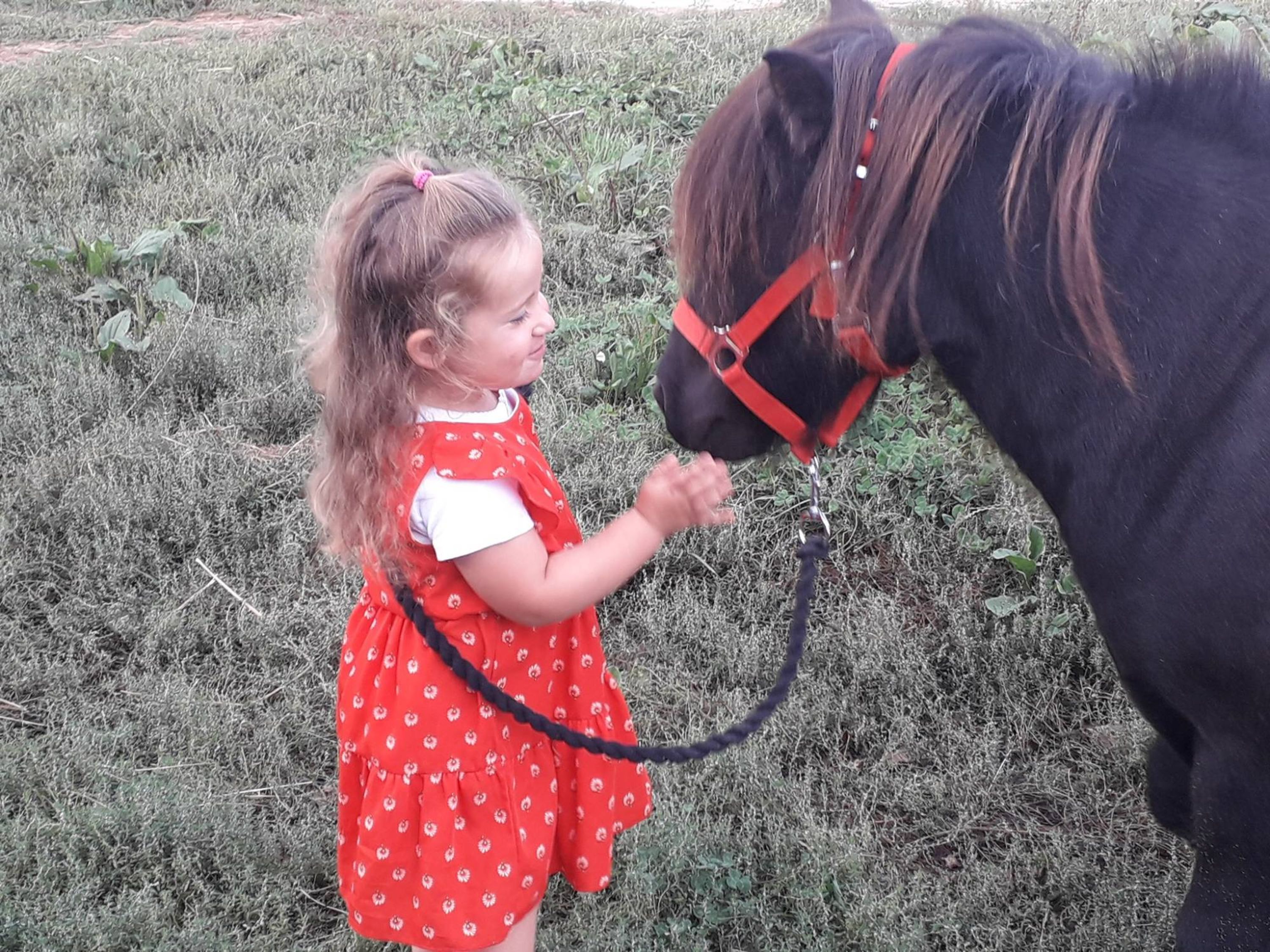 Breizh Equitation