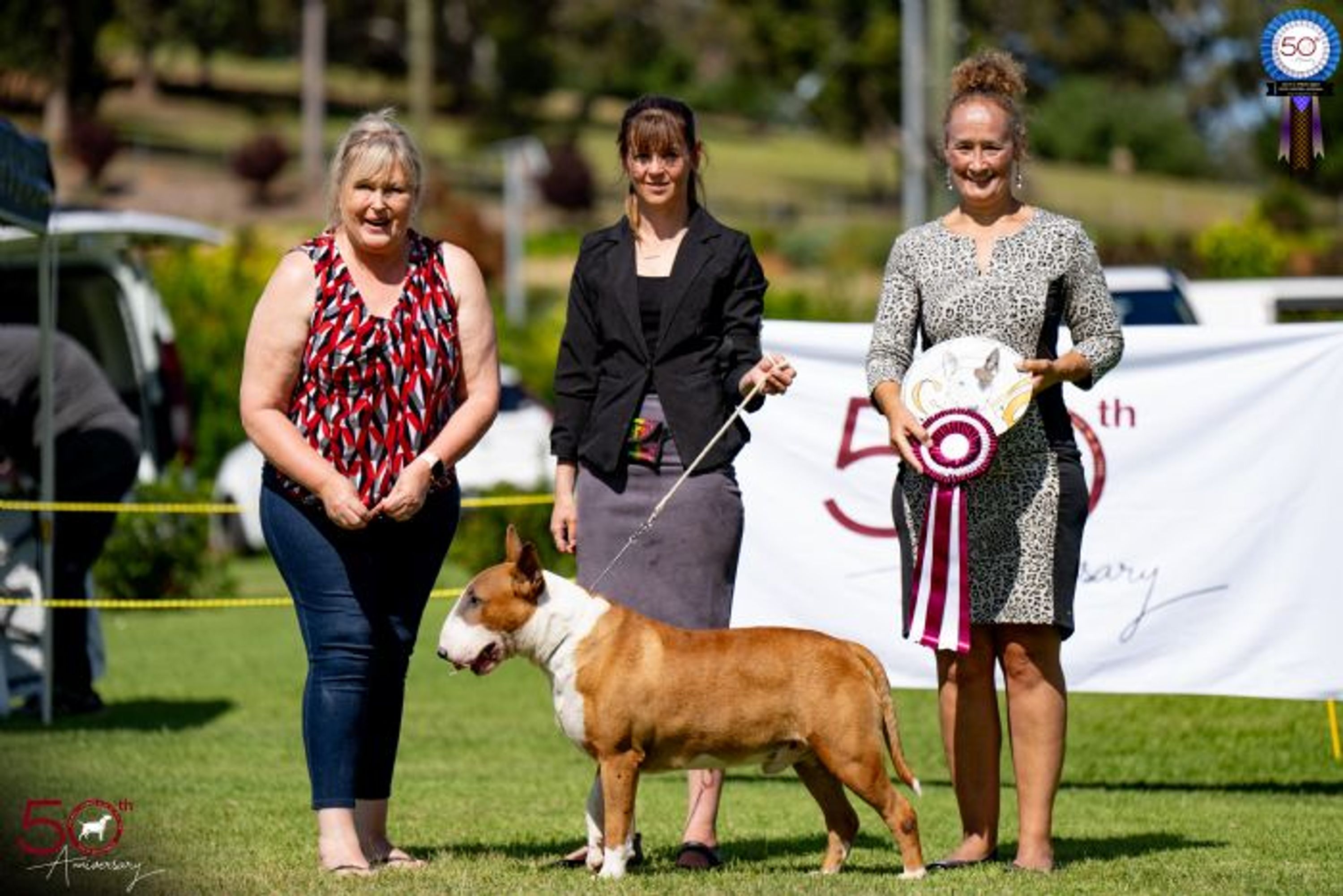 Bull Terrier Club of Western Australia Bully Walk