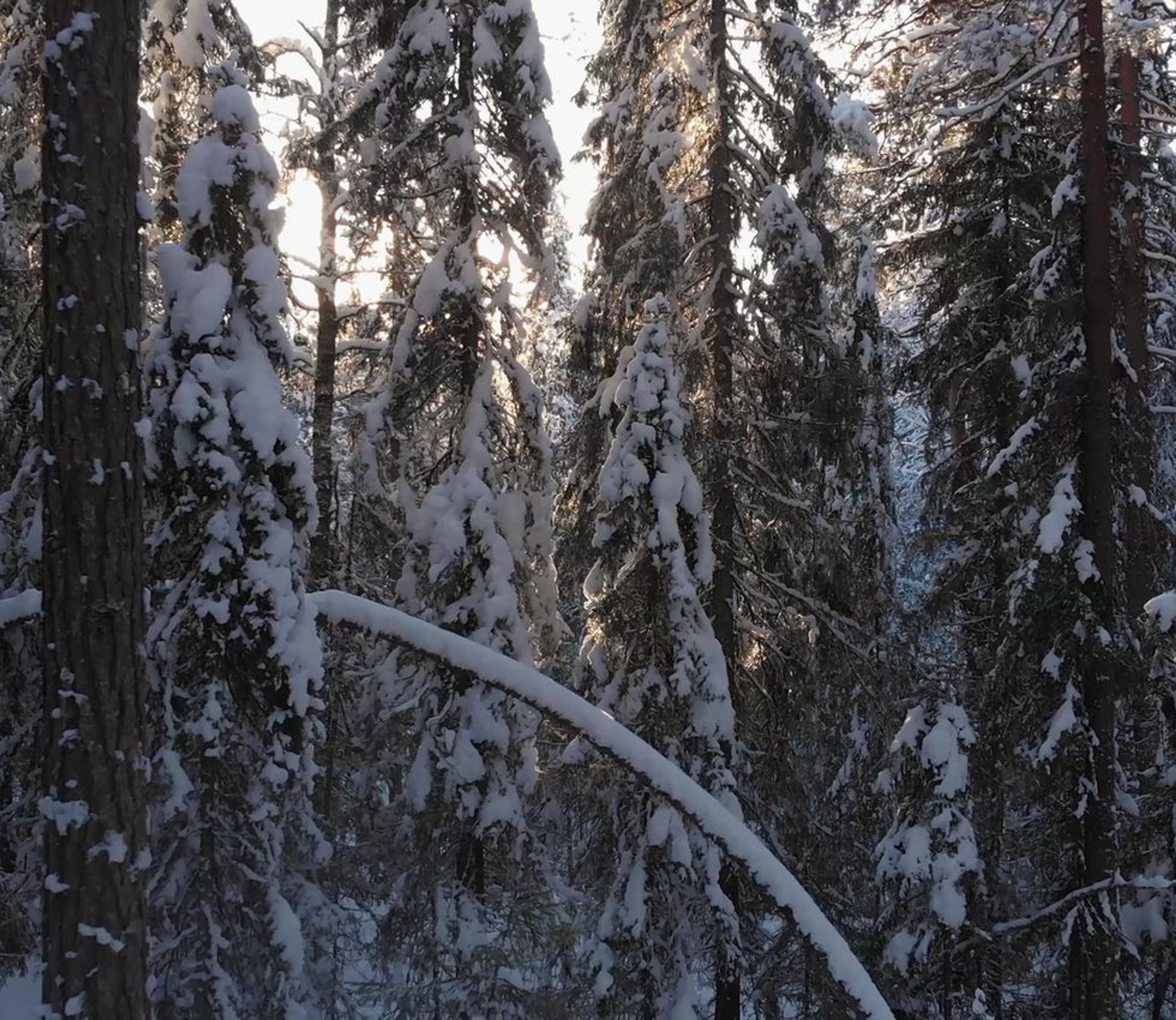 Marathon Cross Country Ski and Snowshoe Club