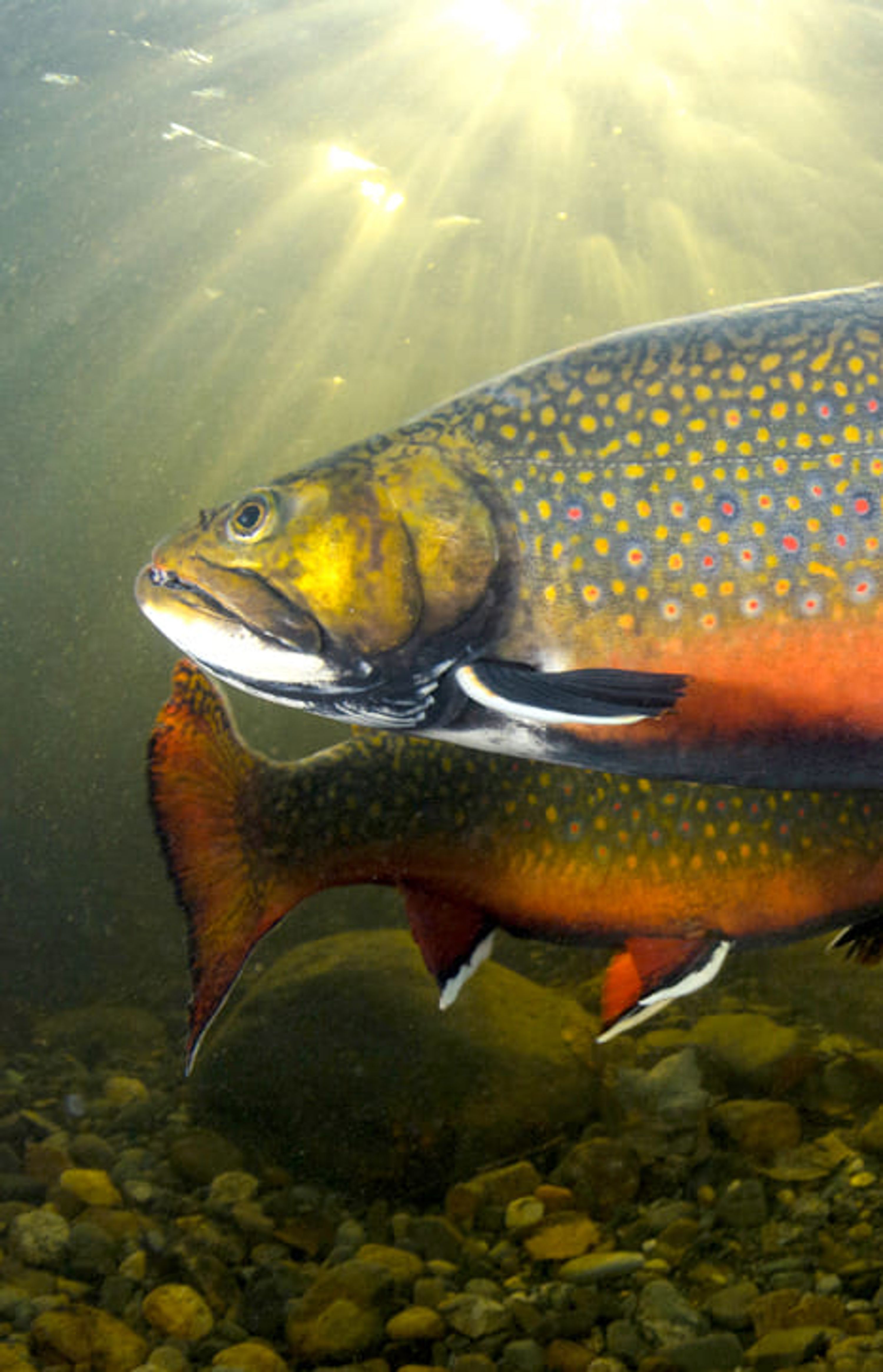 Pourvoirie du Trout Rouge