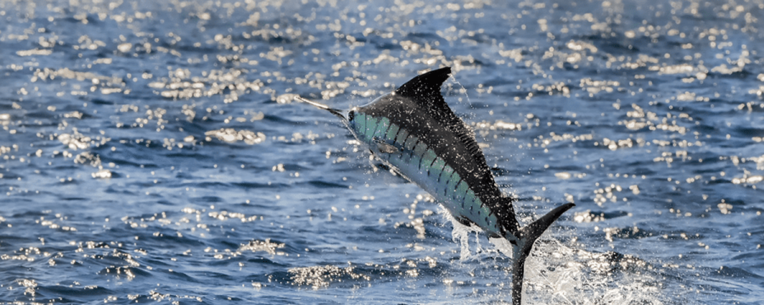 Bay of Islands Swordfish Club Inc
