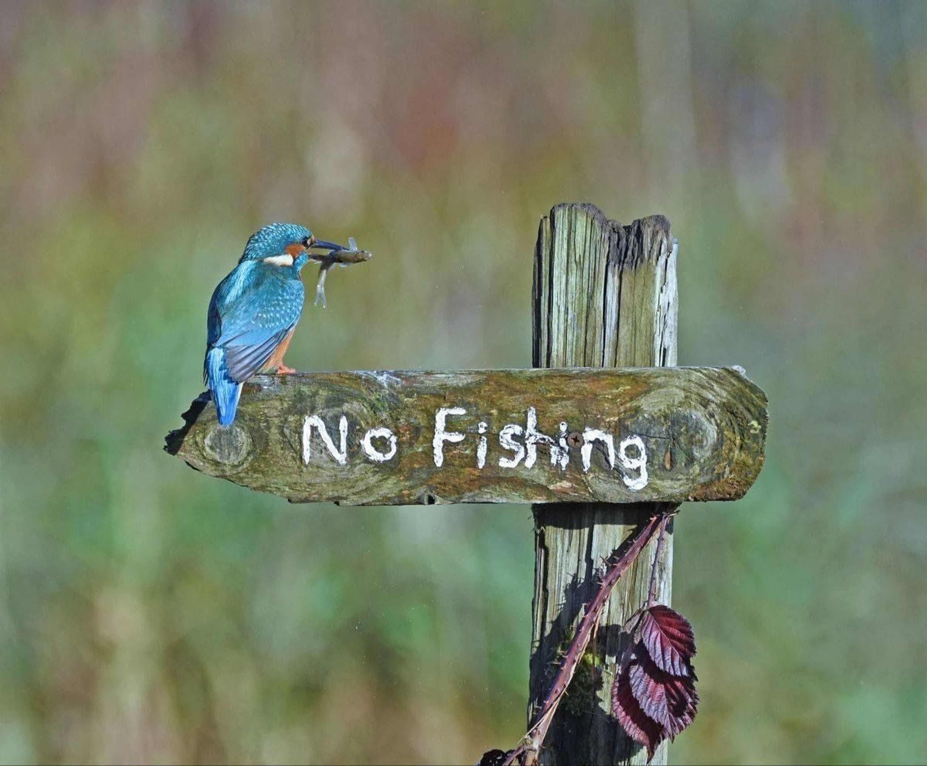 Airdrie & District Angling Club
