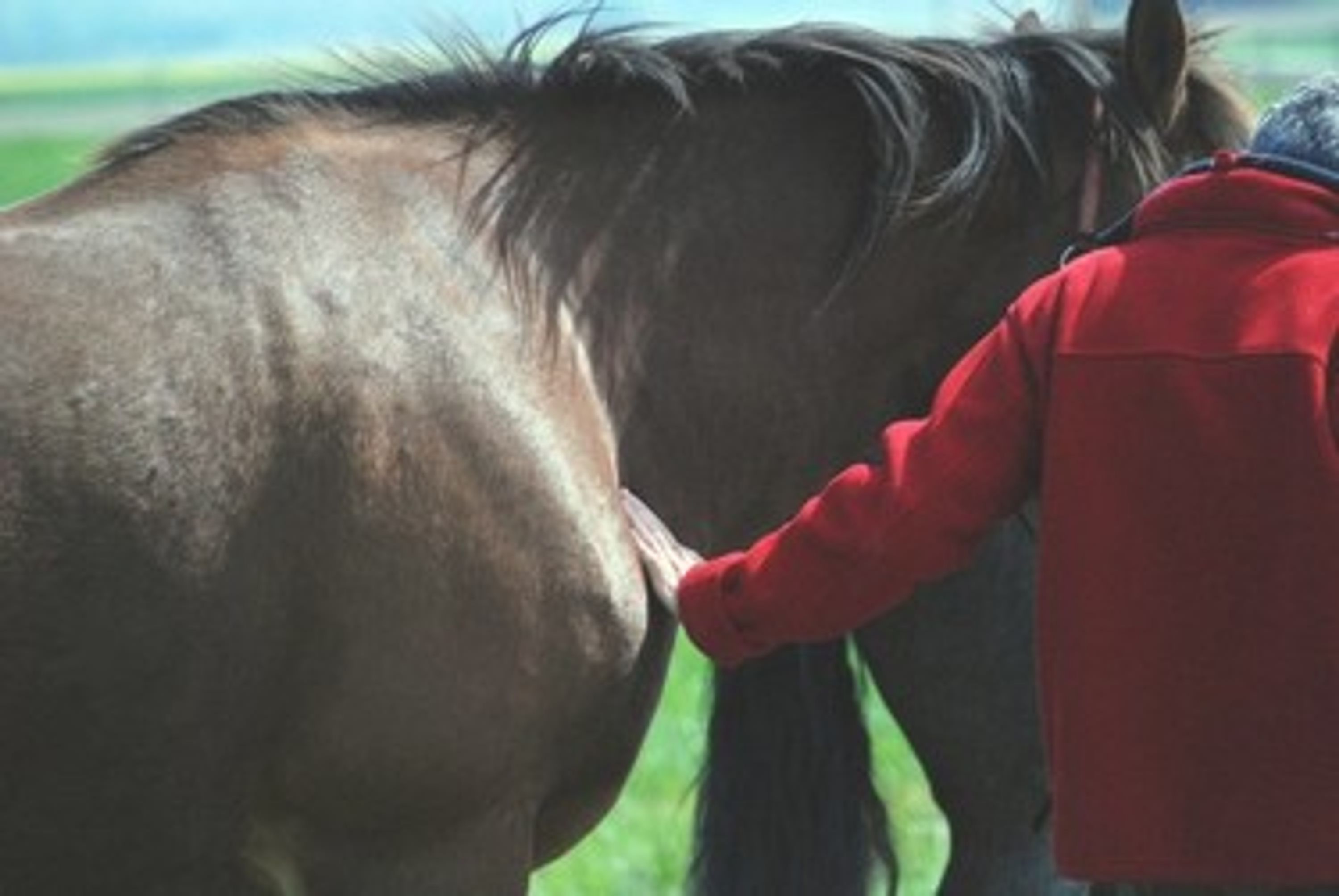 Développement personnel par le cheval