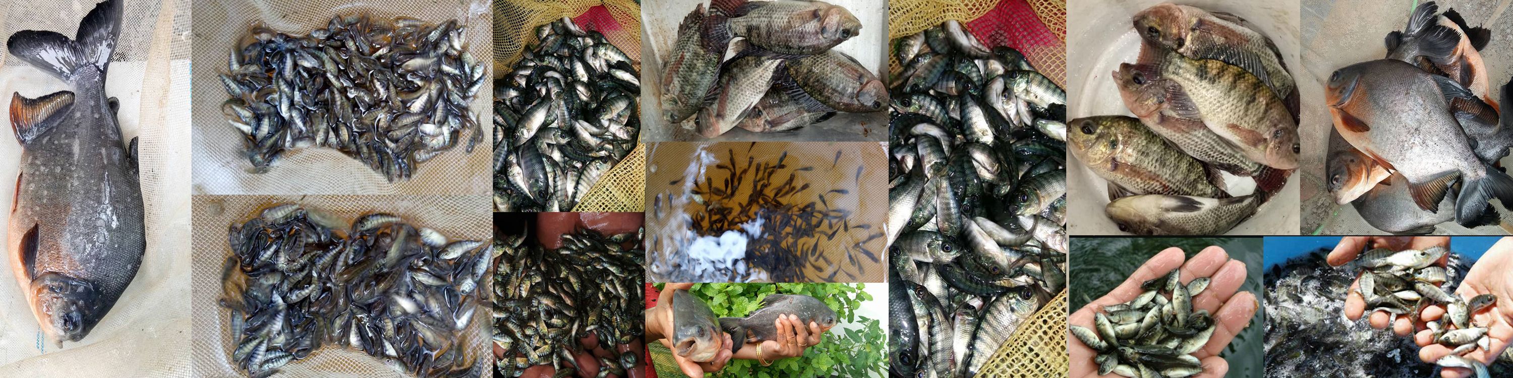 Bethel fish farm and Aquaponics solutions