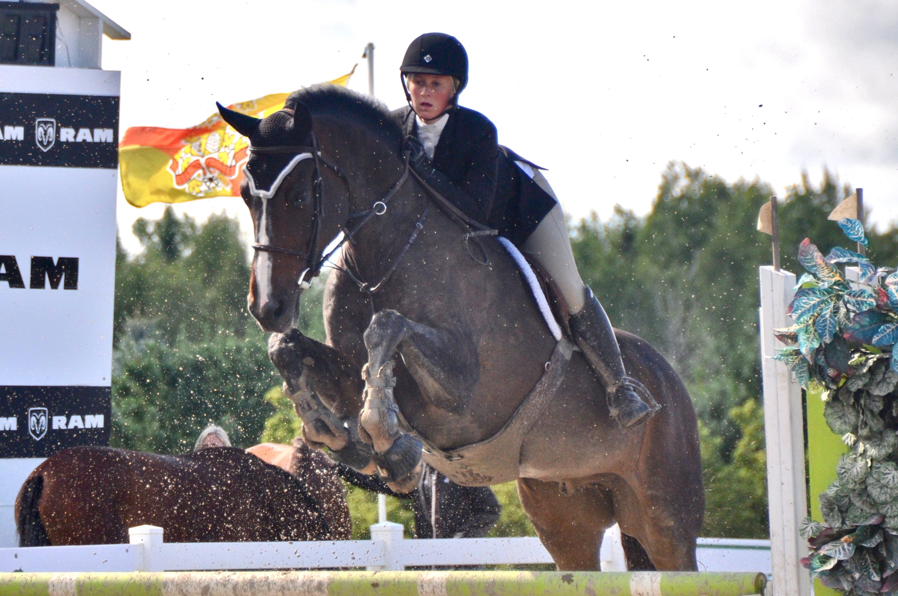 Vector Equestrian