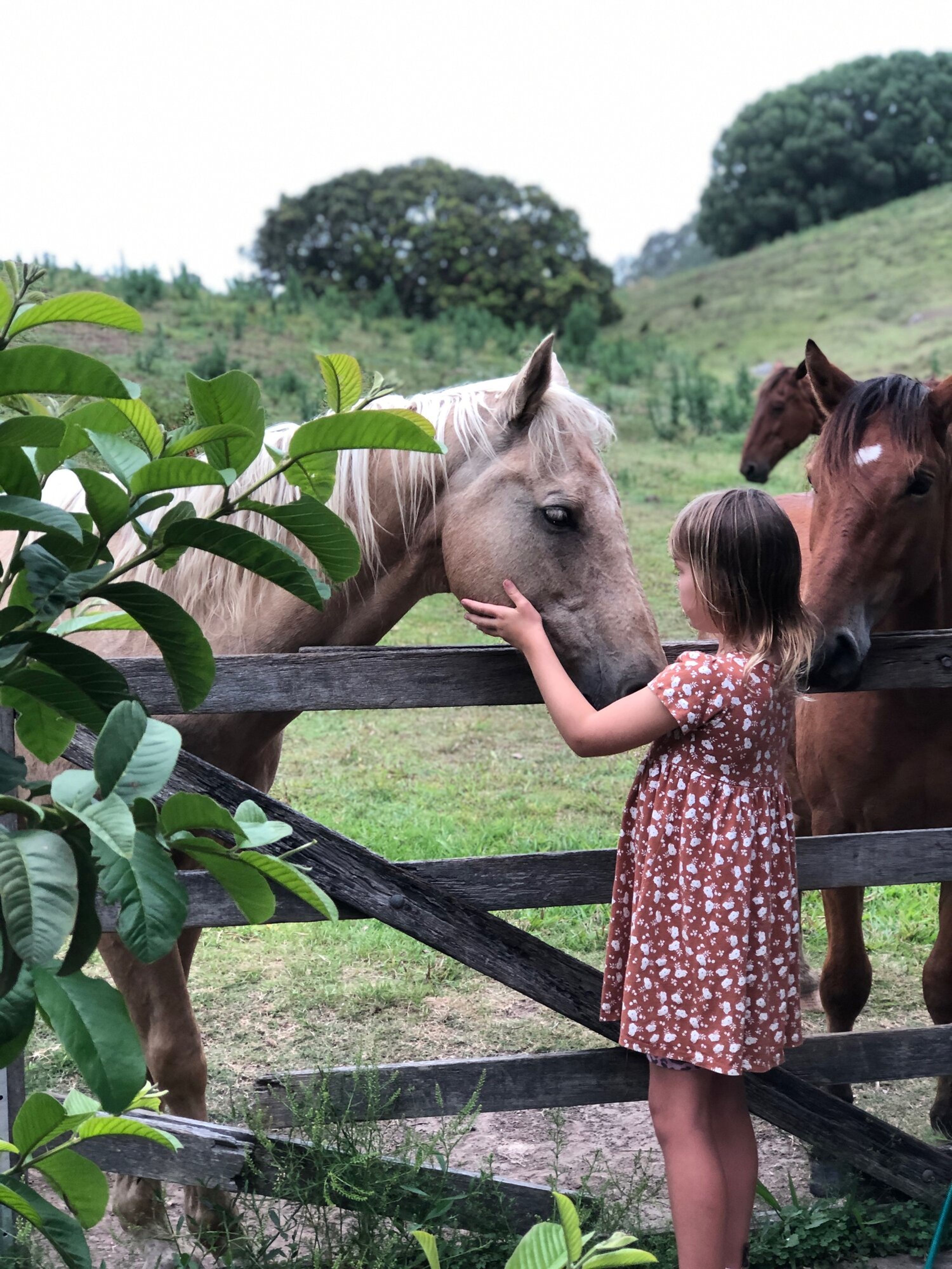 Psychology and Equine Therapy Sessions