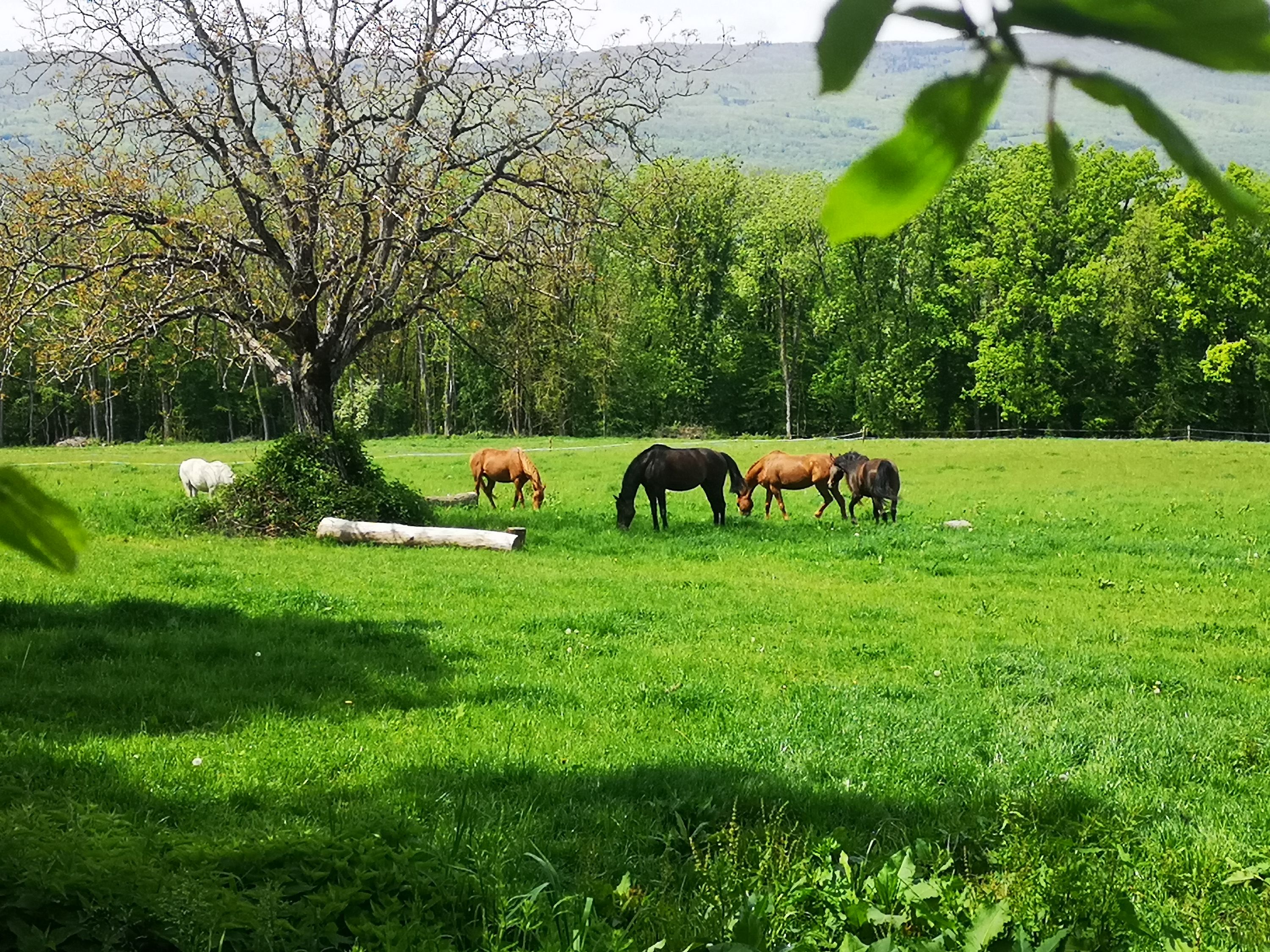 Les Ecuries Du Lac