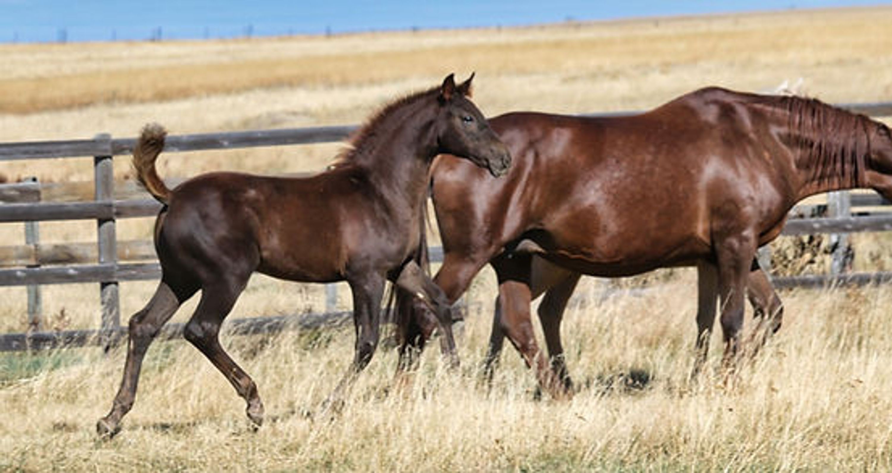 Country Haven Stables