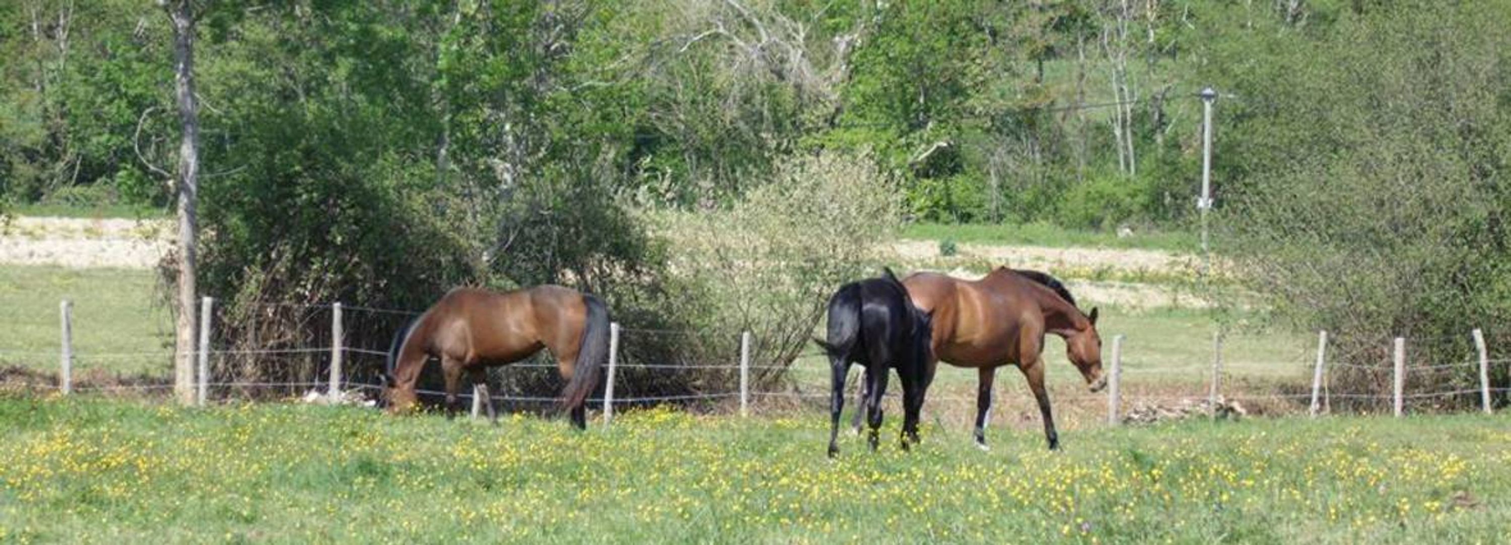 Farandole Equestre