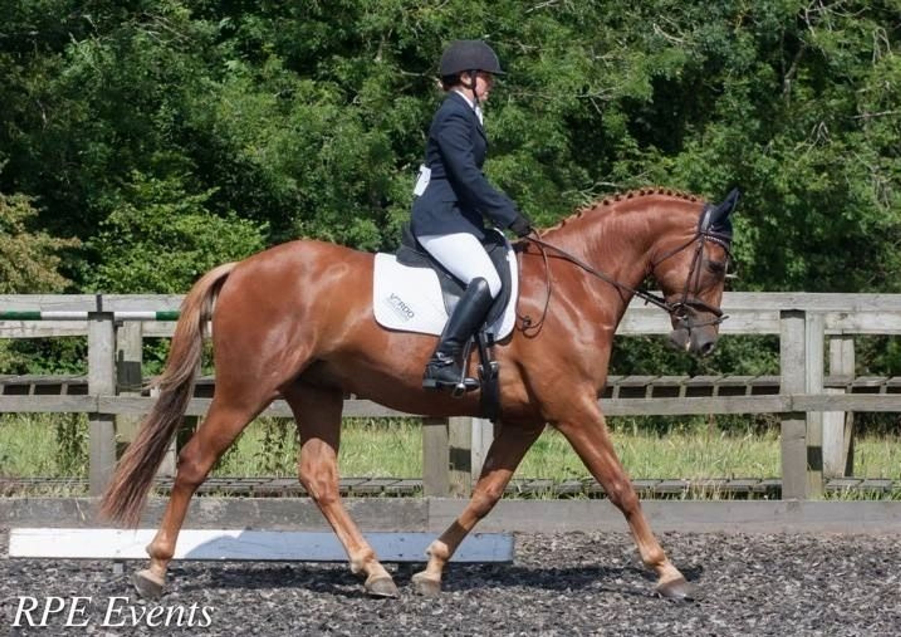 Evening Dressage Event