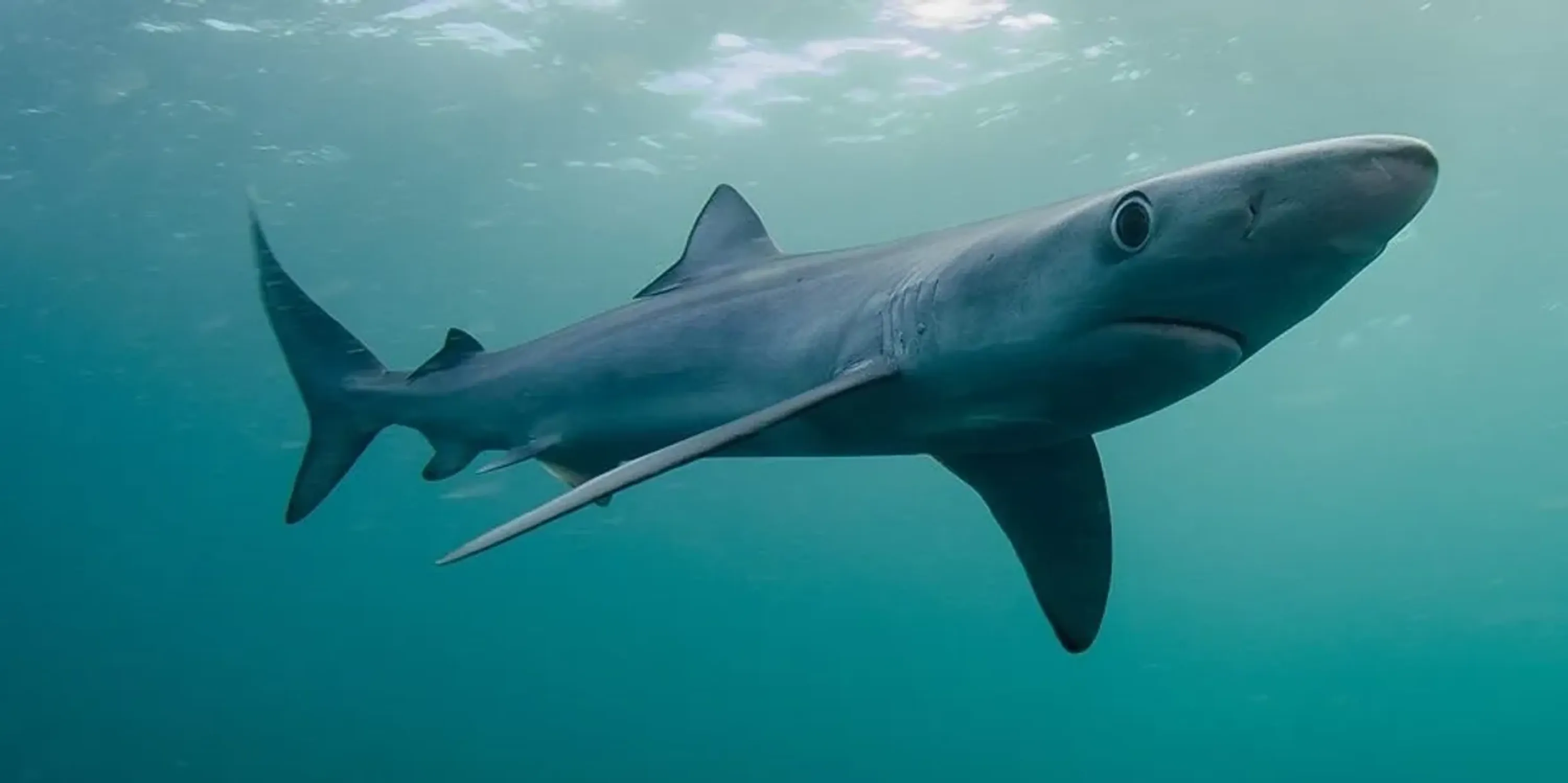 Falmouth Wildlife Trips