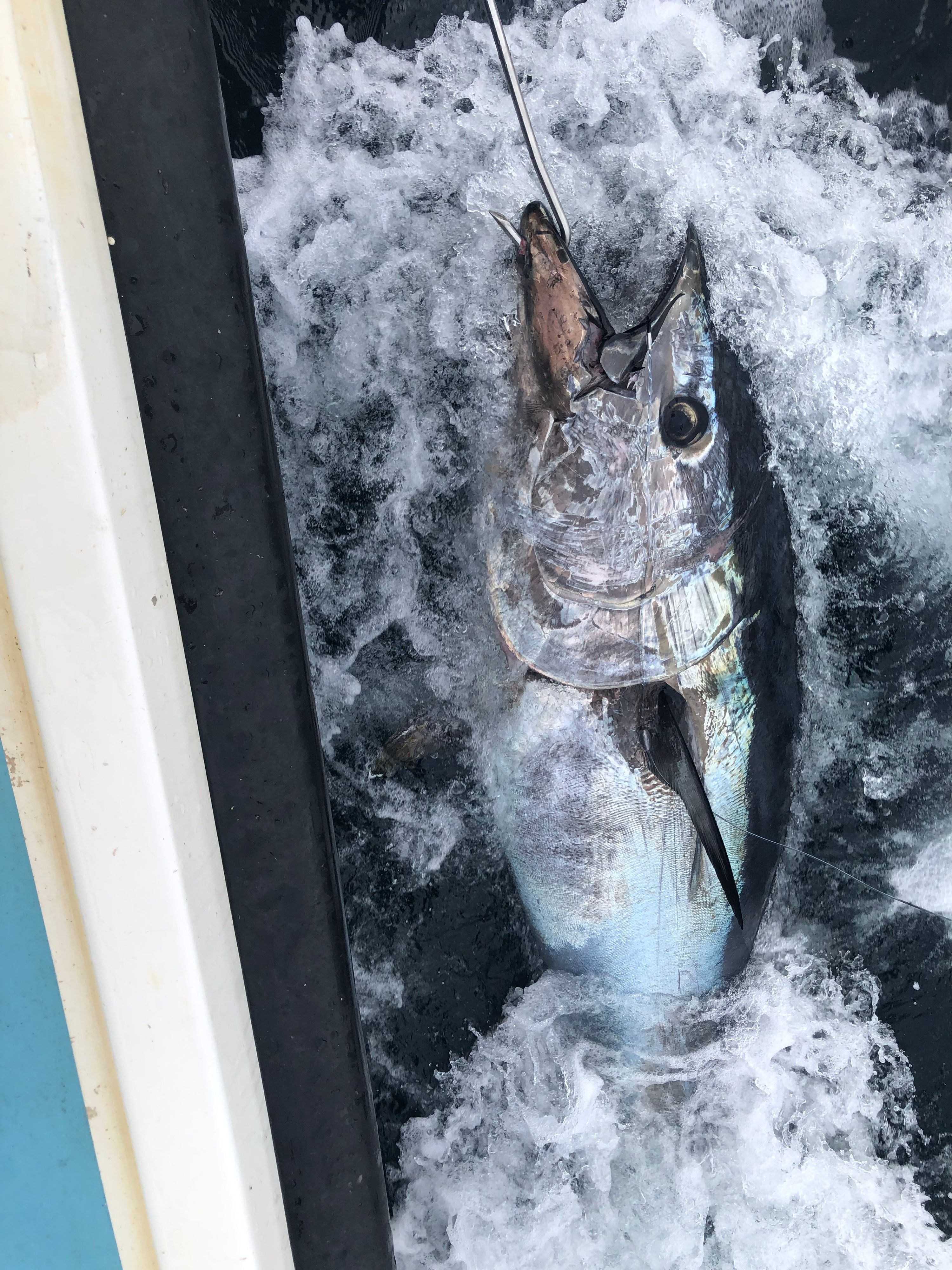 Carrigaholt Sea Angling