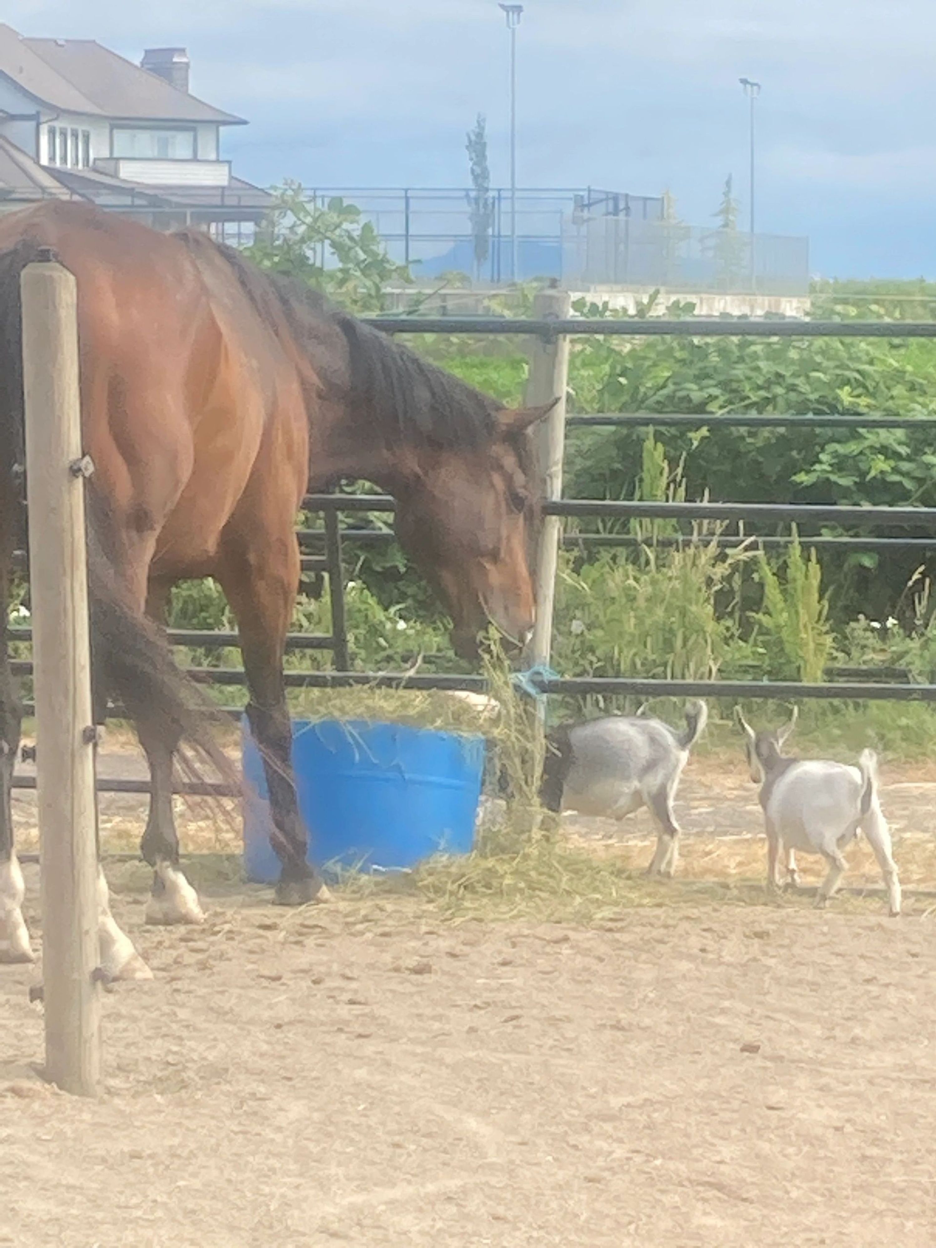 Farm Friends Spring Break & Summer Camps by Pony Pals