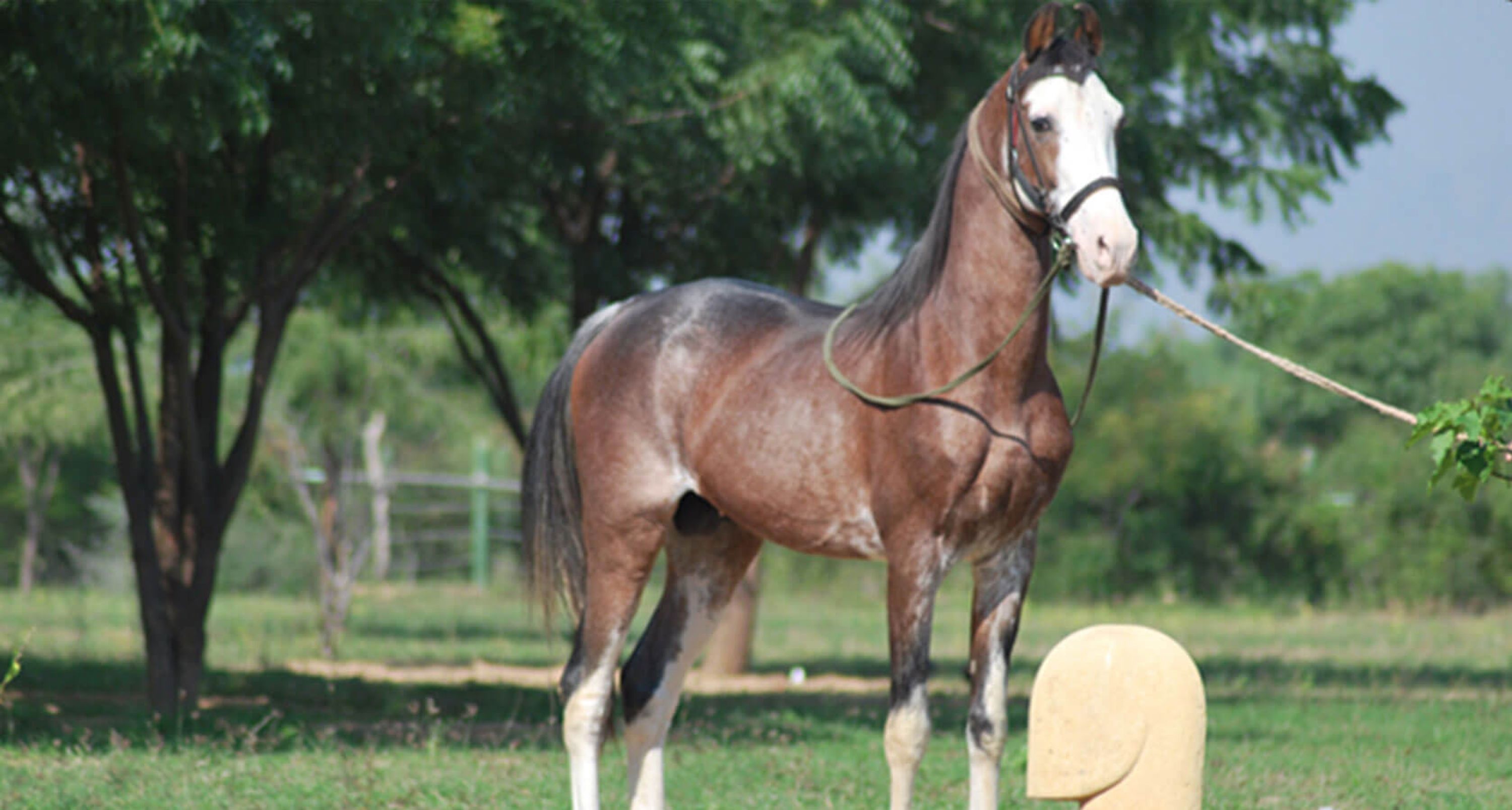Kortastud