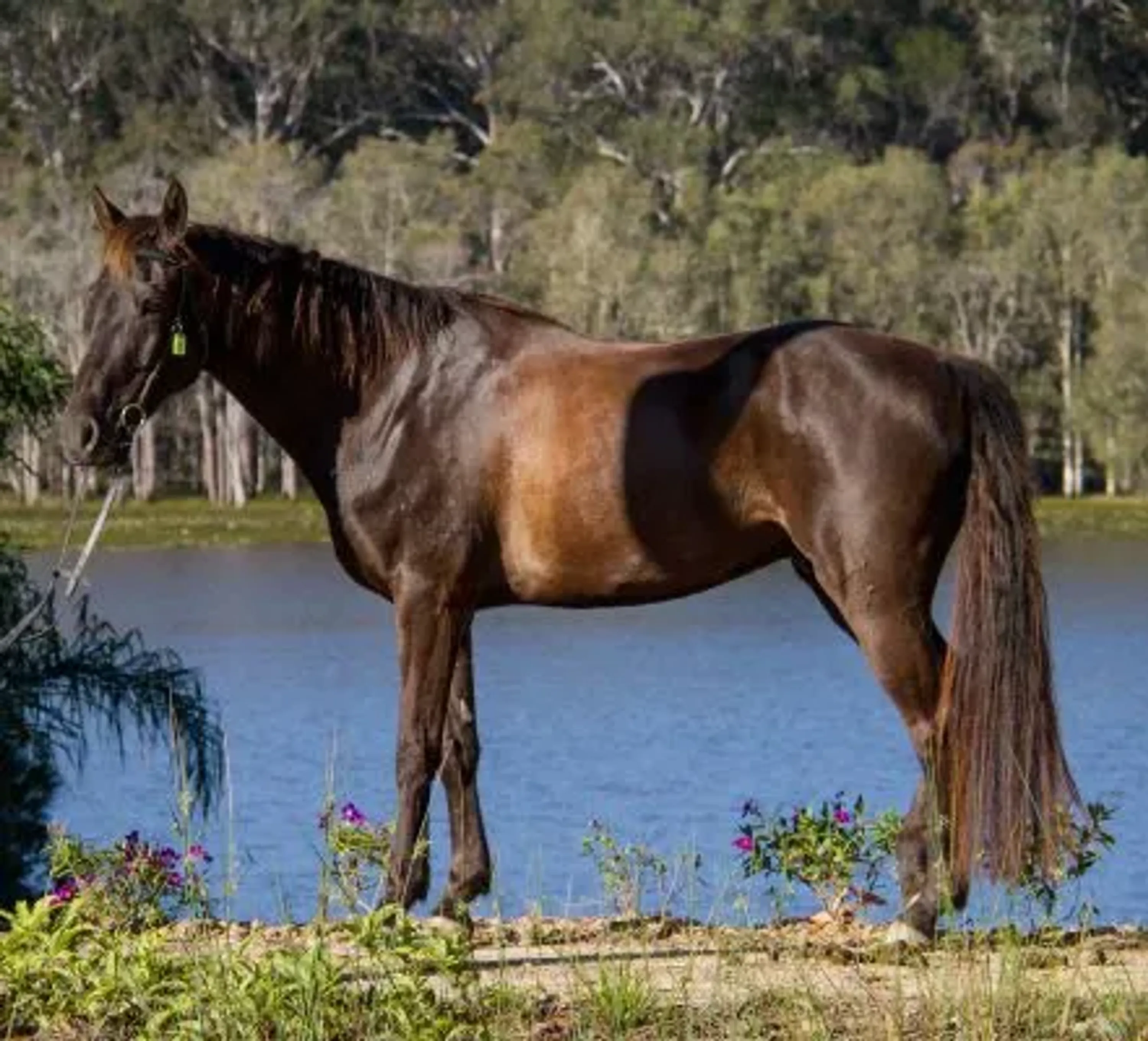 Horse Riding Lessons in Brisbane