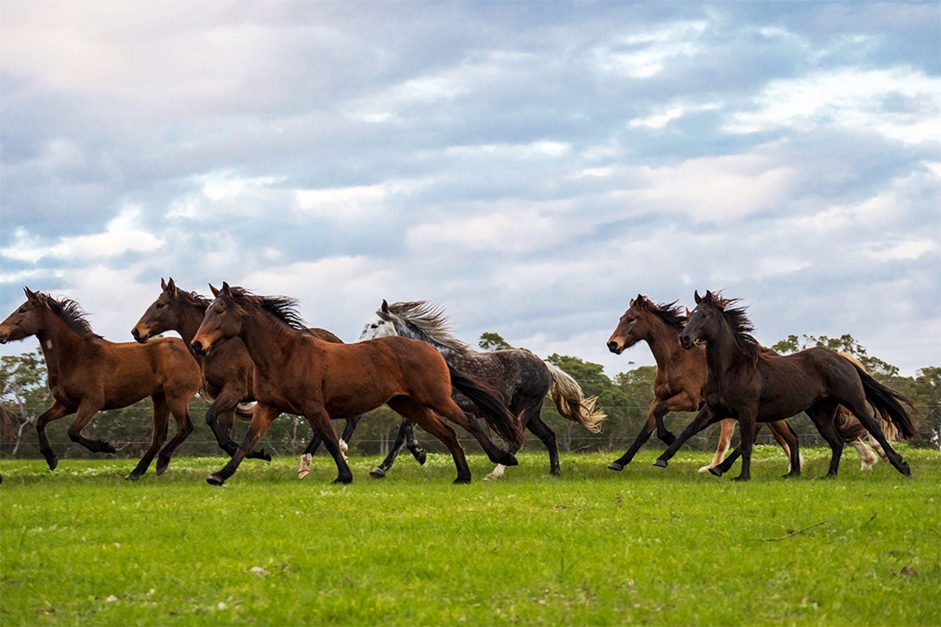 Horses and Horsemen