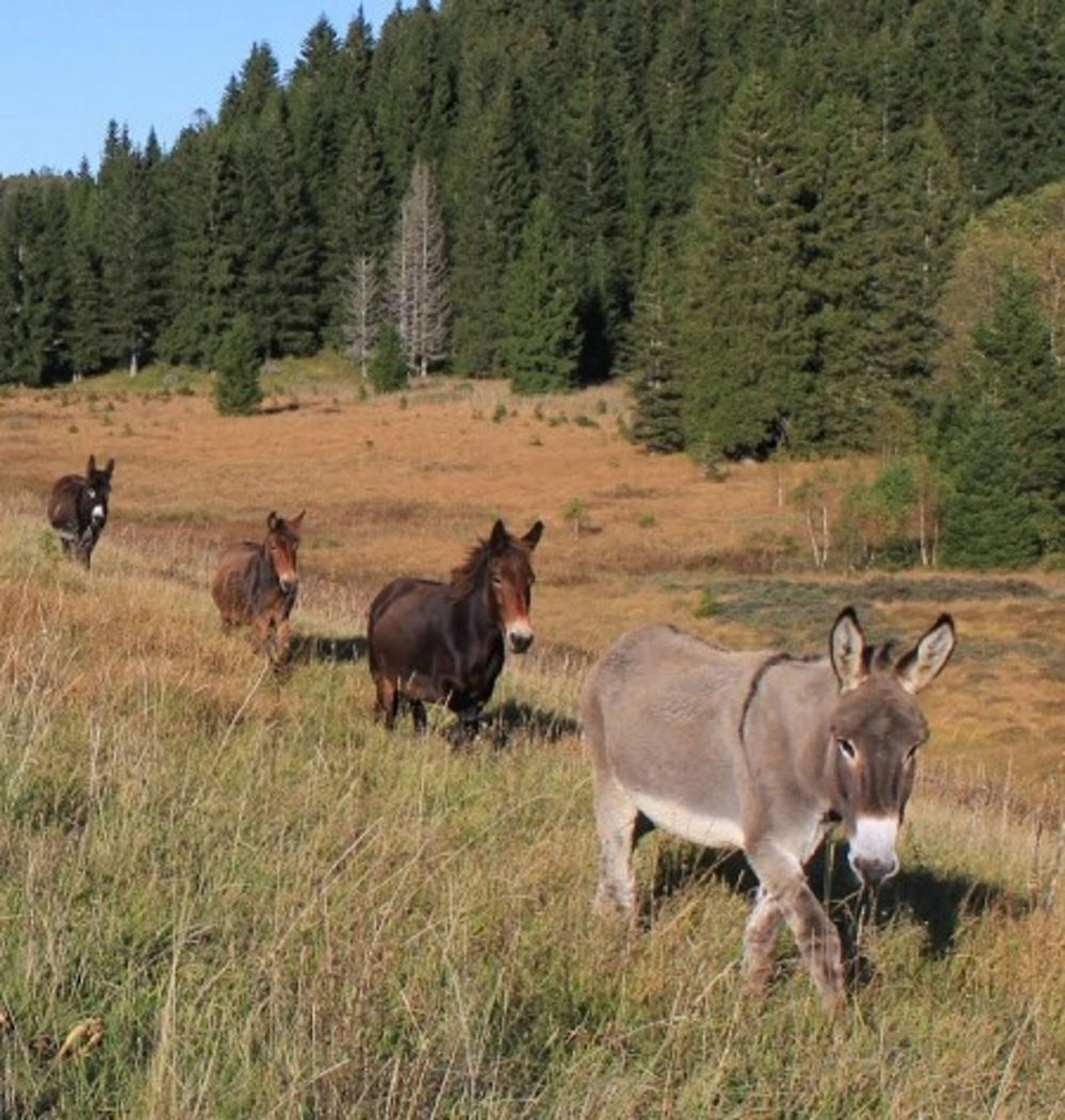 Rando Âne Jura