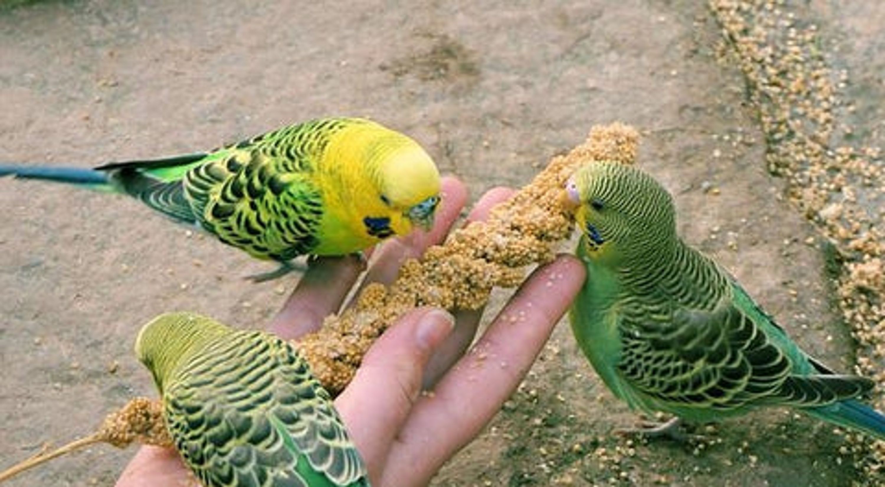 Aquabird Pet Centre