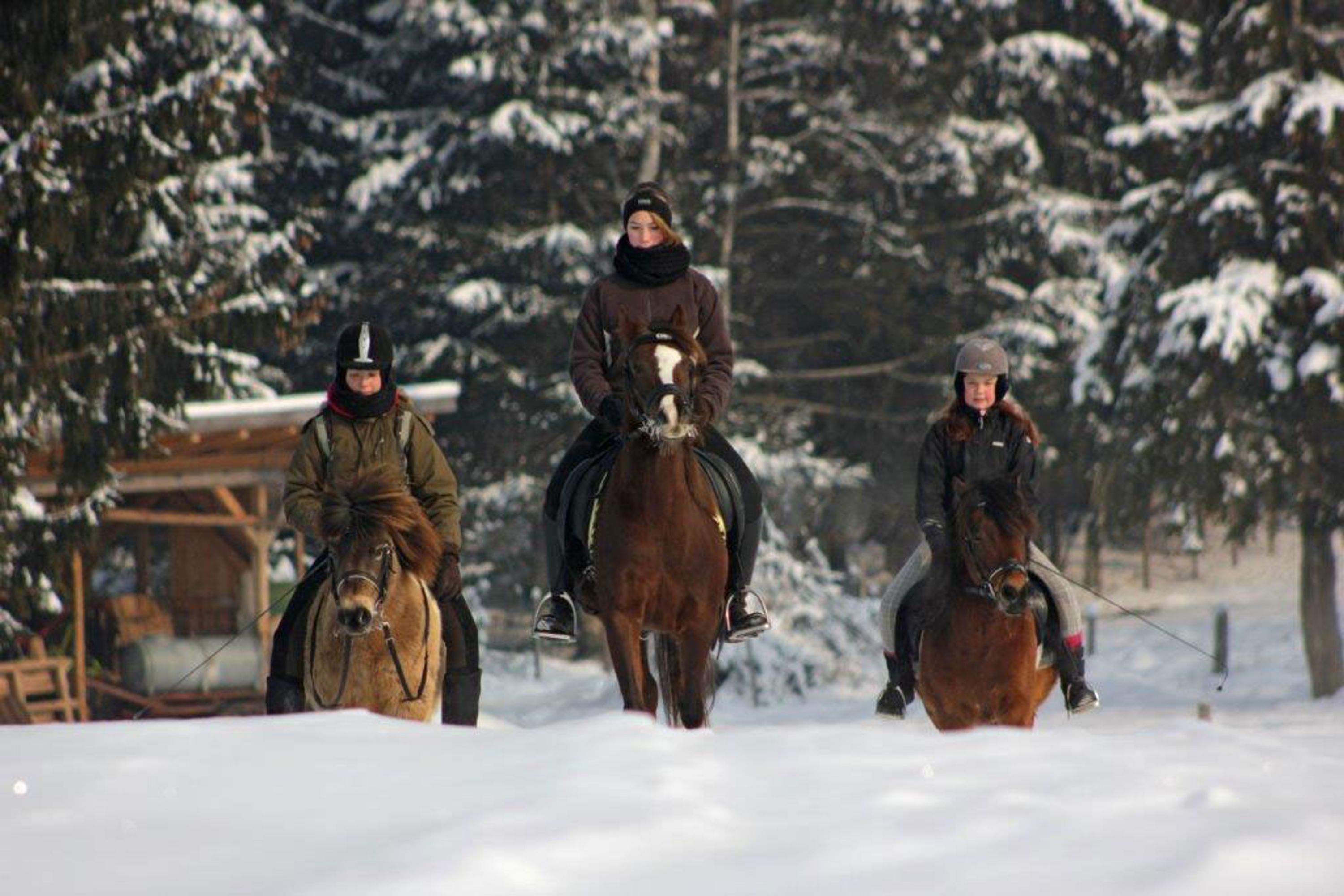 Ponyhof Fischer Sieglinde Merath