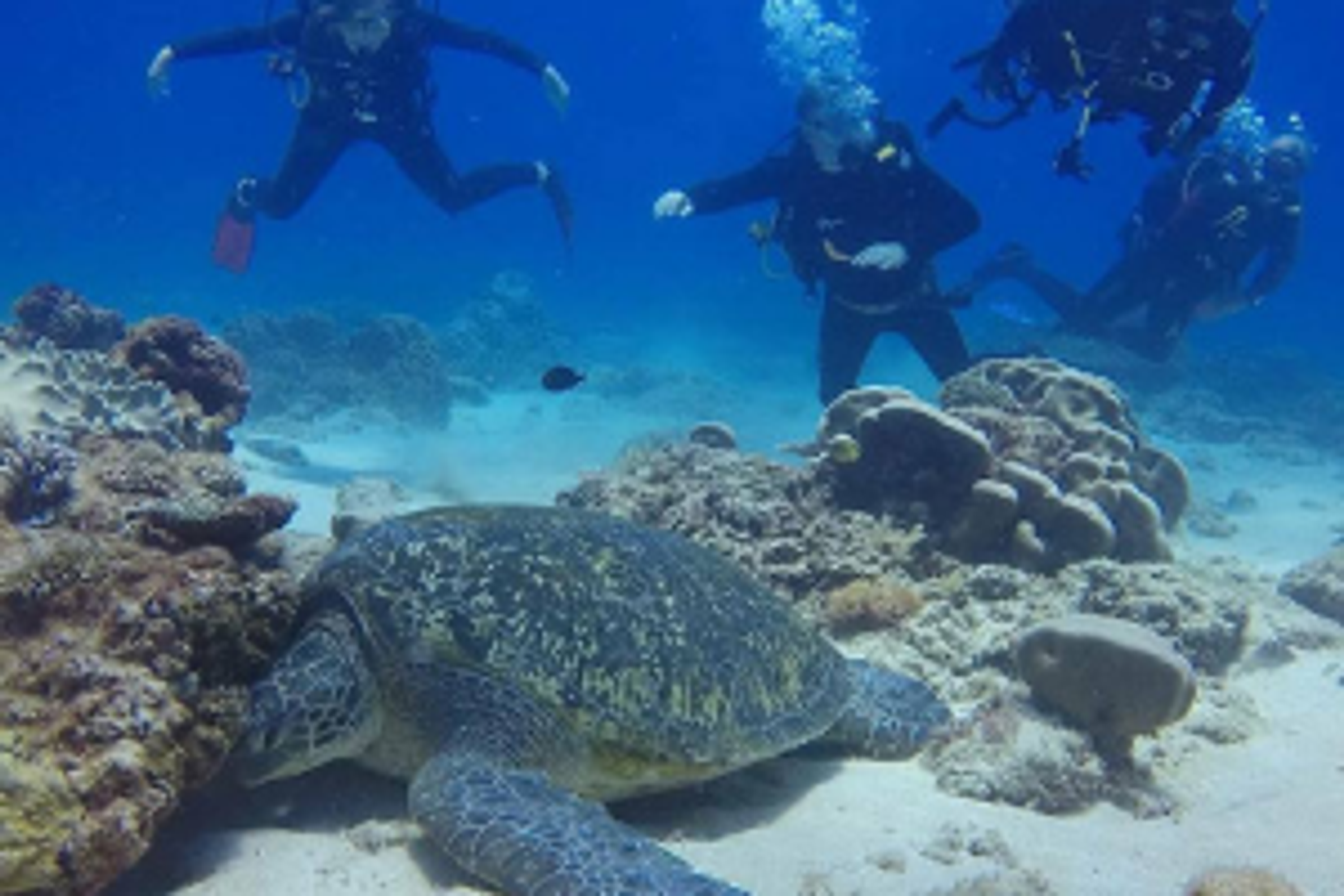 Dive Flinders Reef
