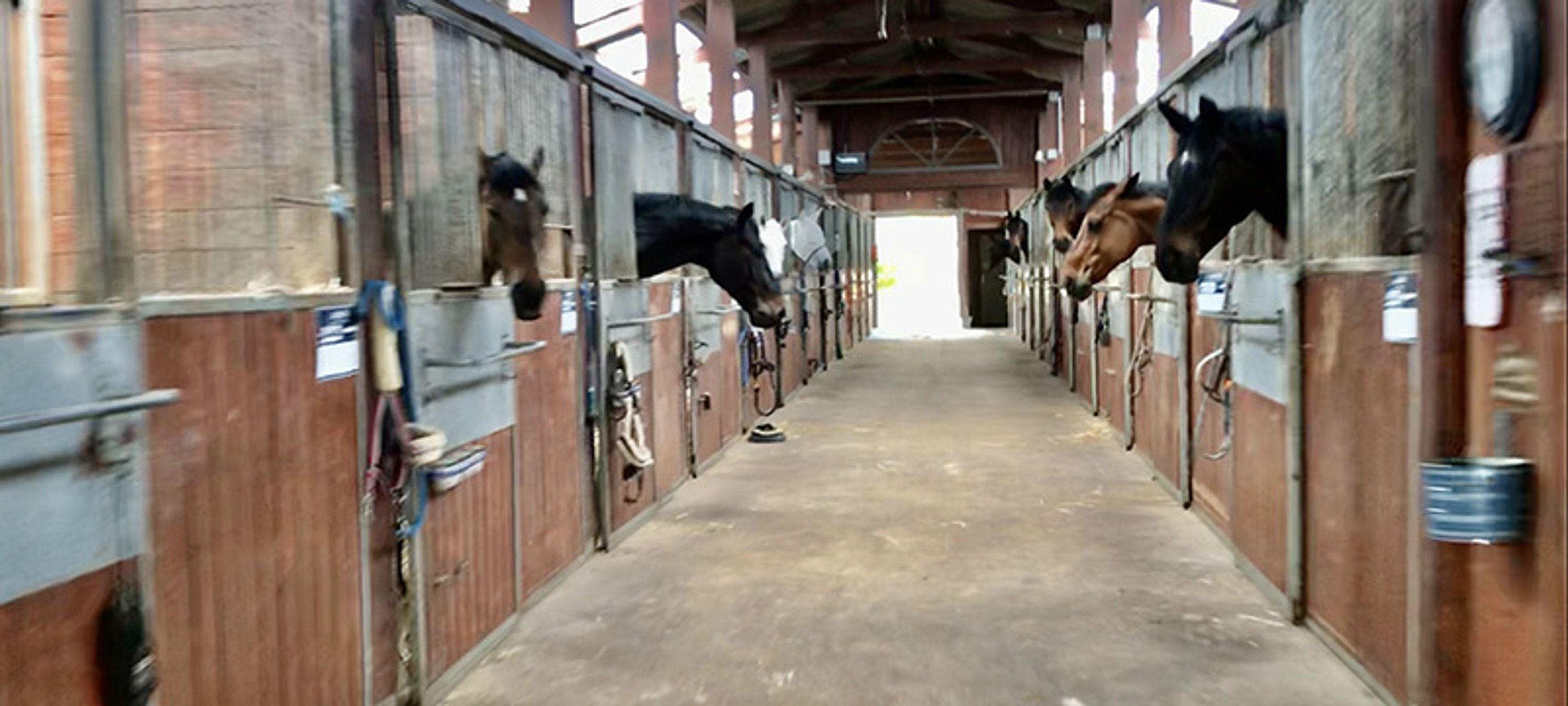 Liverdy Dressage
