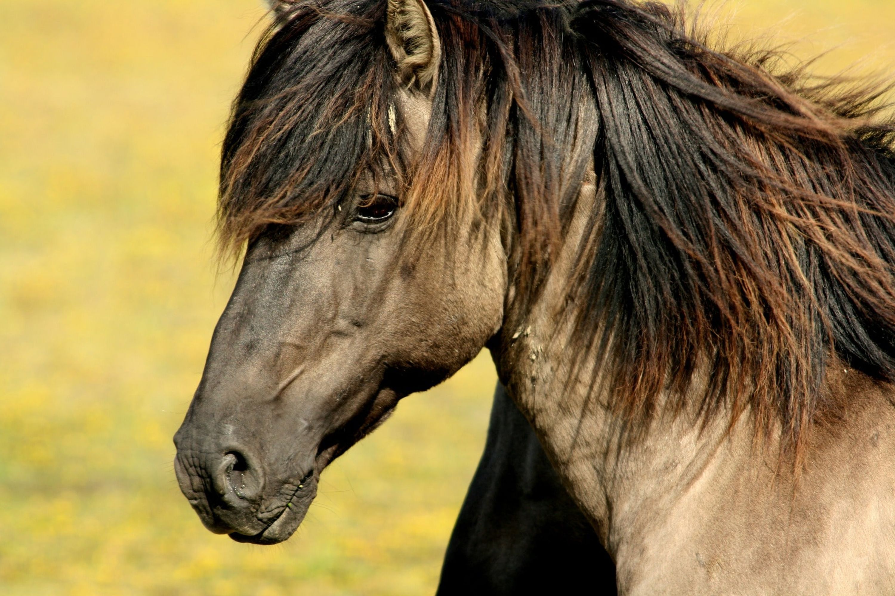 Esprit Cheval
