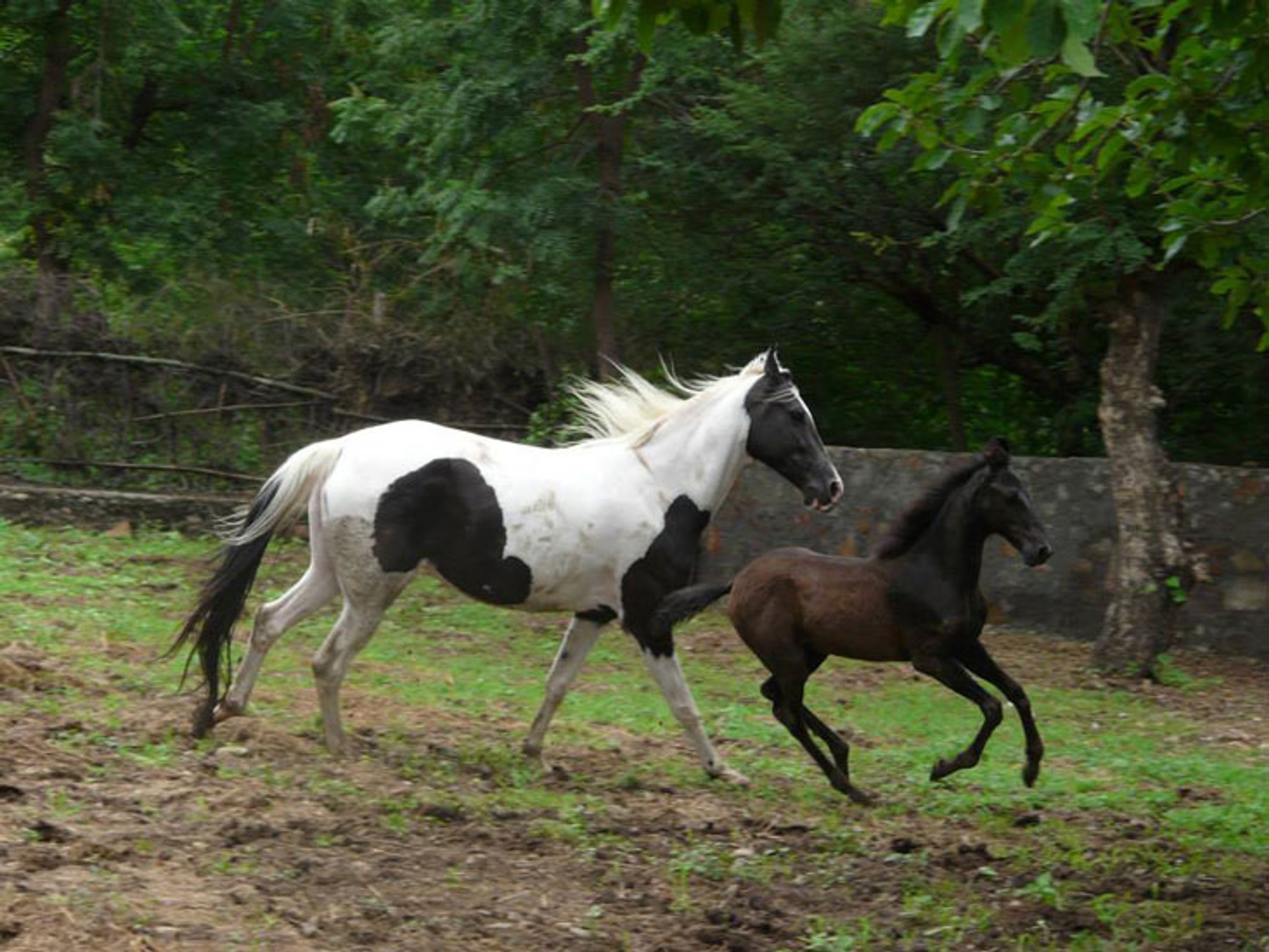 Krishna Ranch