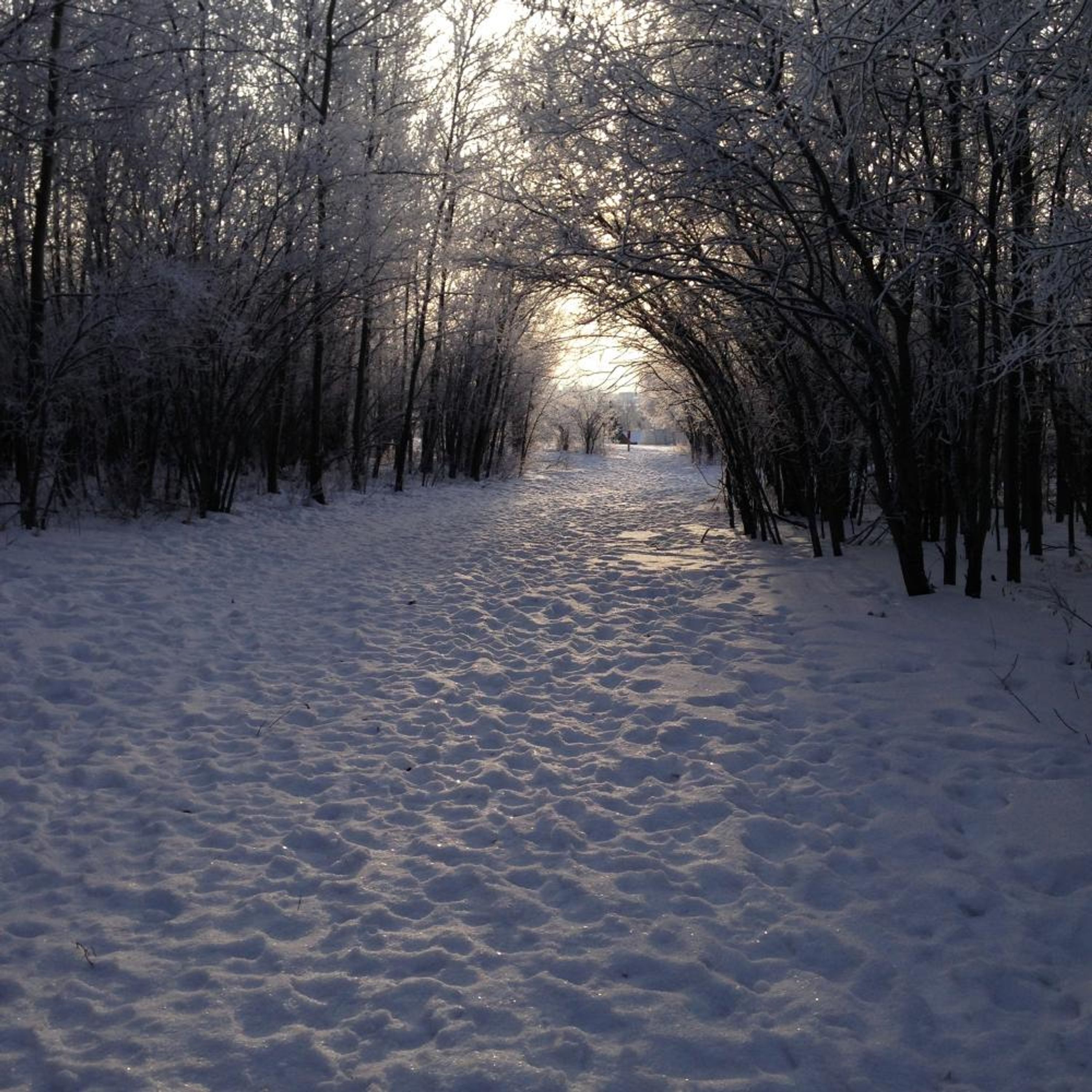 Toboggan Hill Disc Golf Course