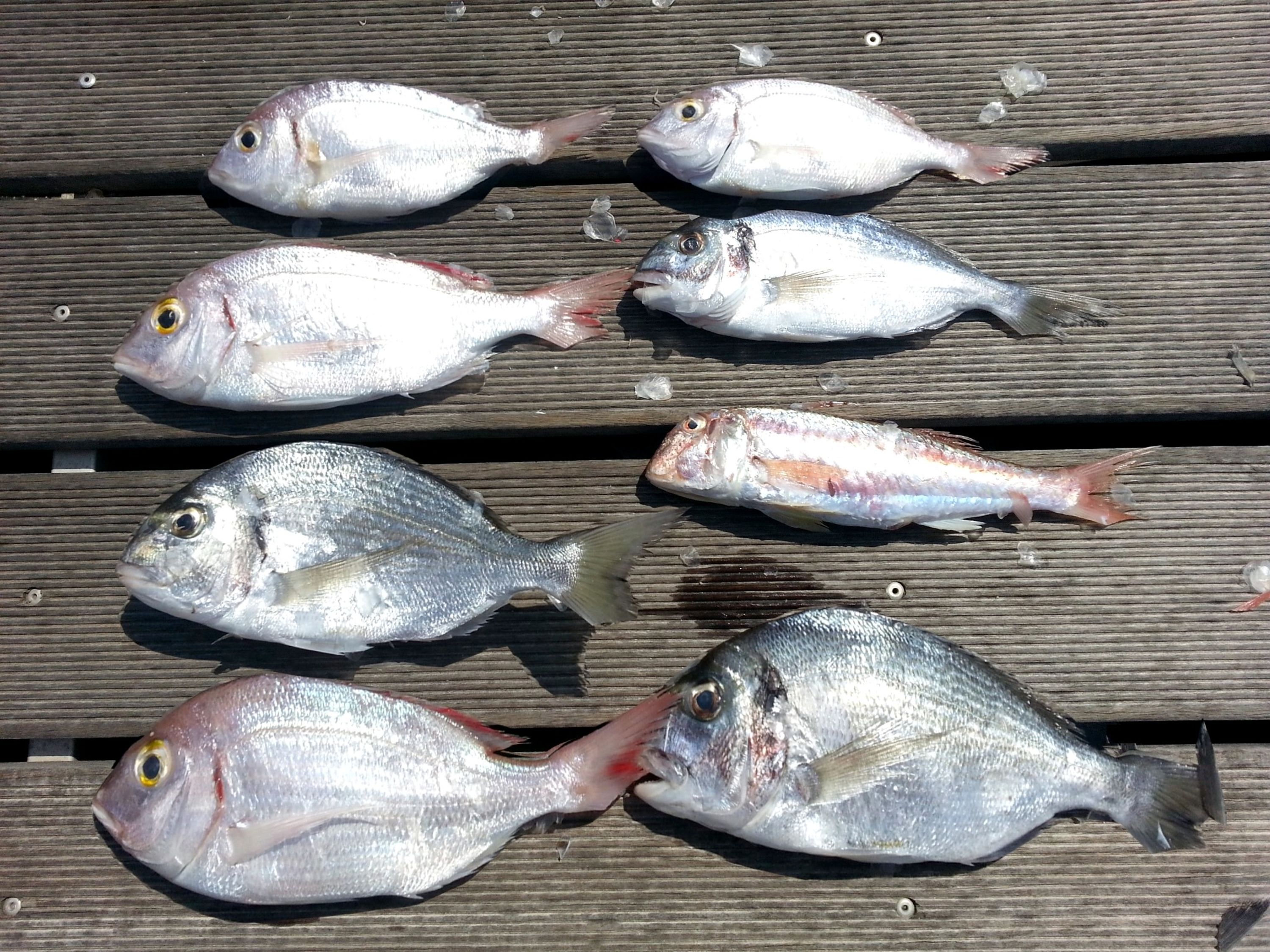 Carnon Fishing Club