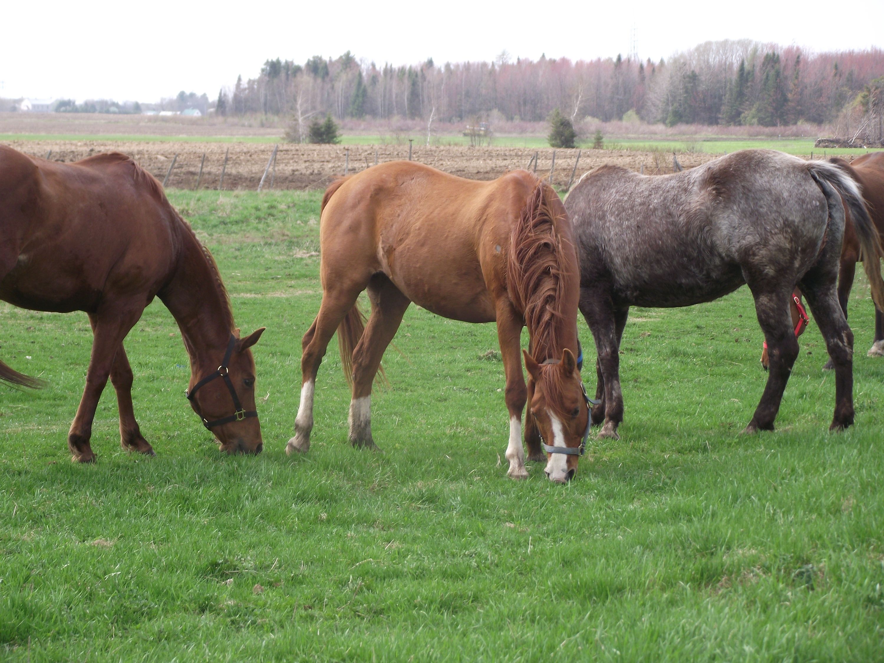 Journée Cheval en folie!!!