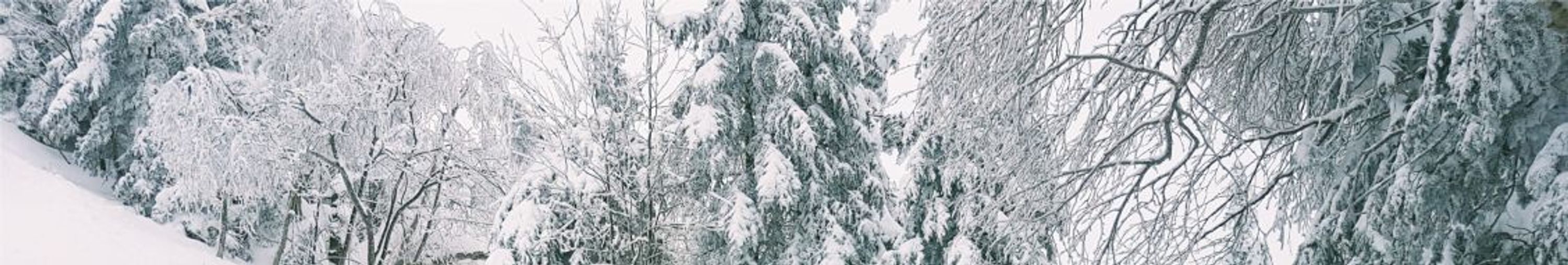Rod Roy Ski School