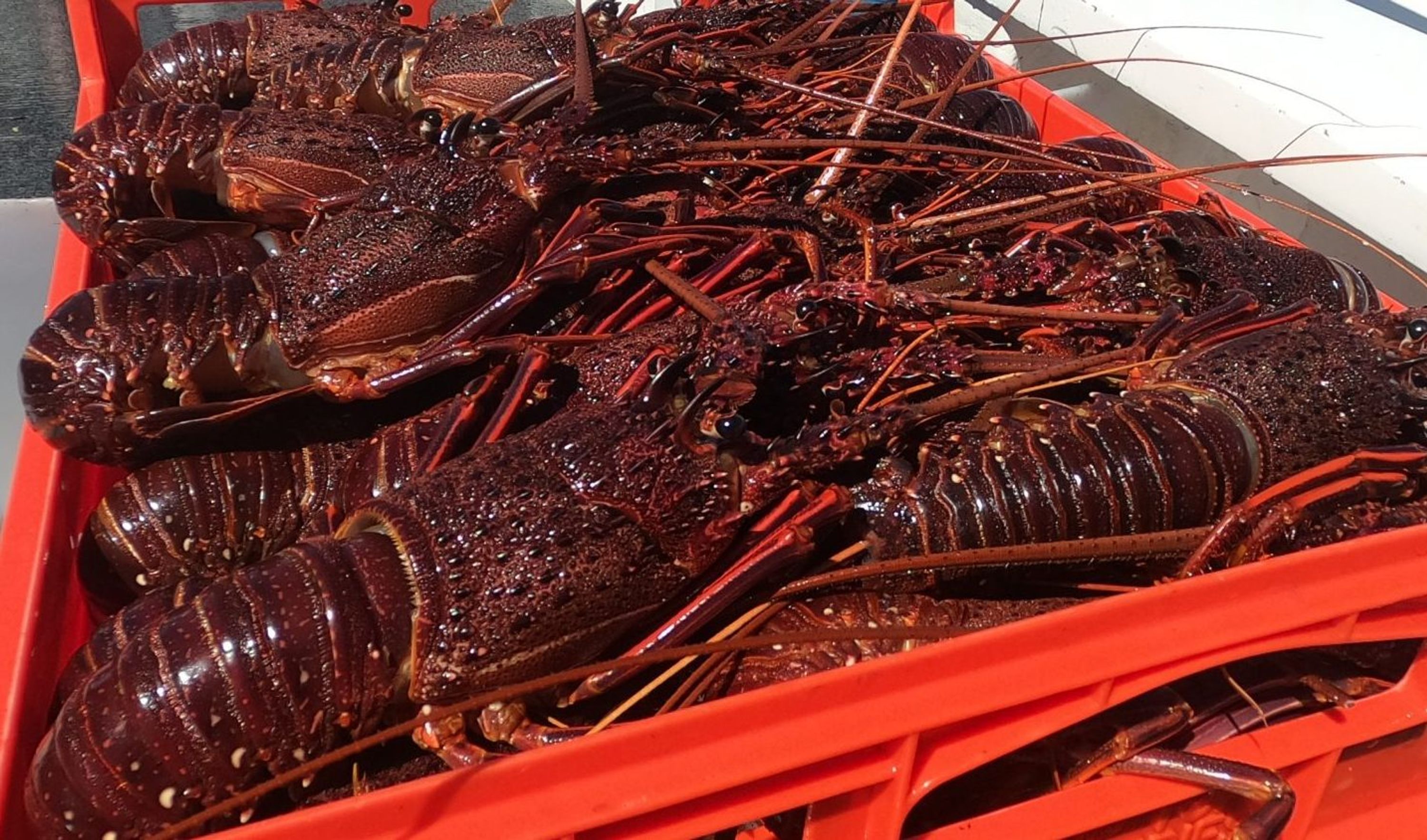 Abrolhos Islands Fishing and Wilderness Adventure