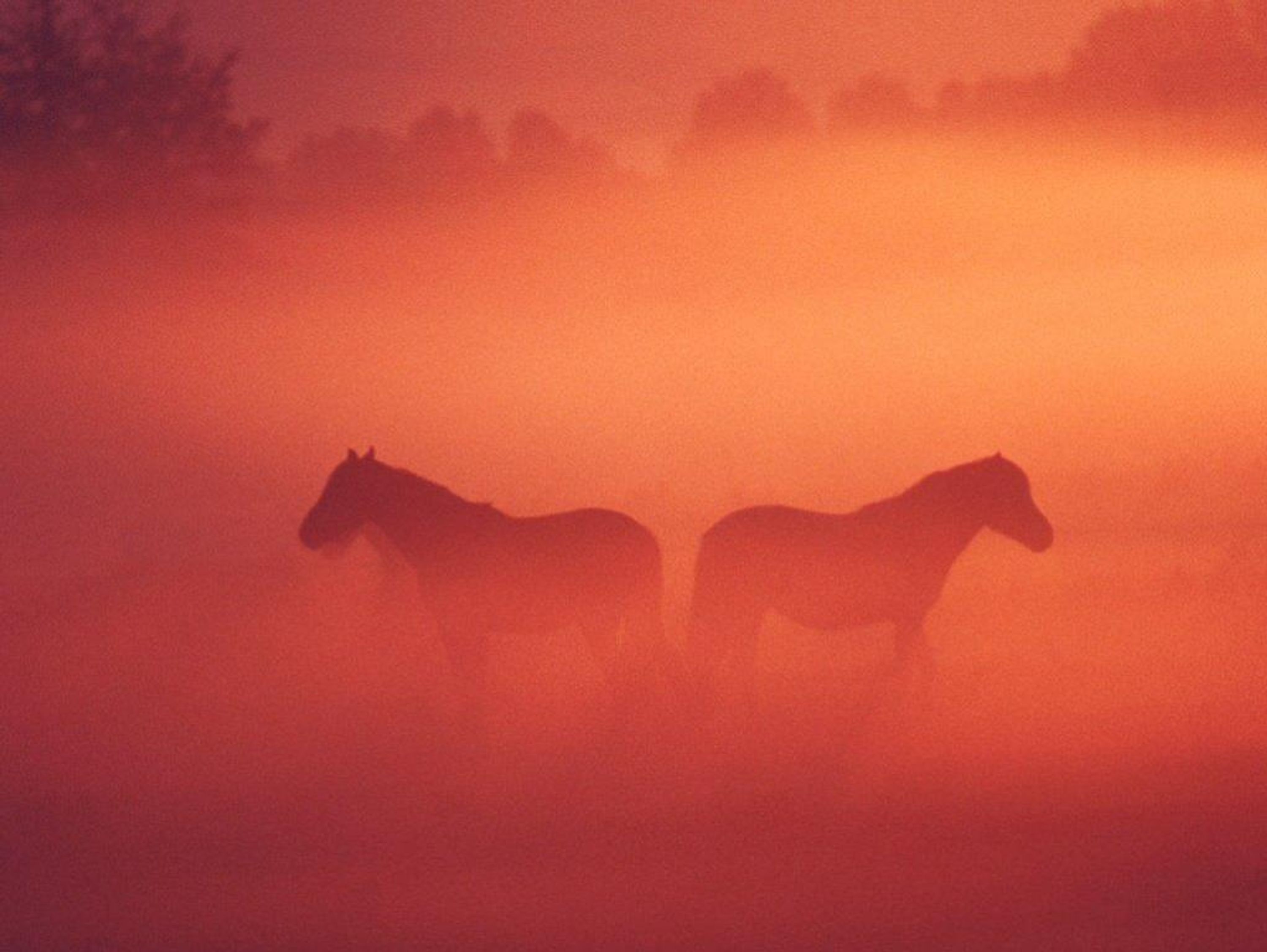 School Riding De La Forêt