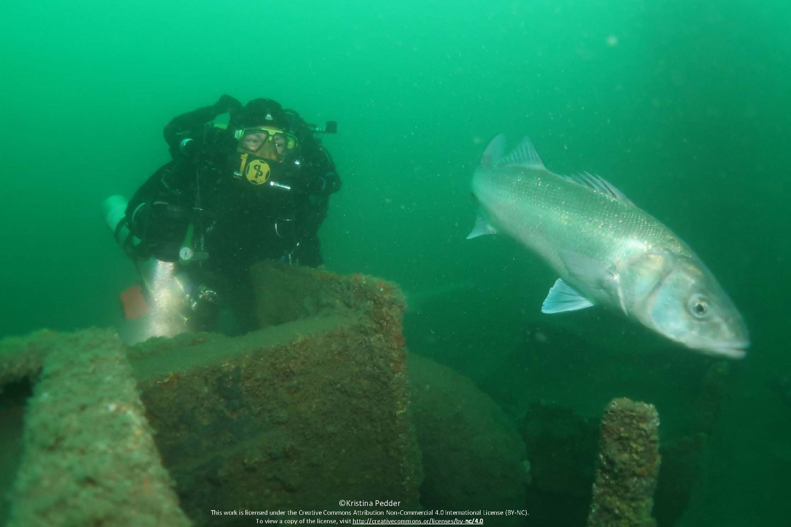 Dacorum Scuba