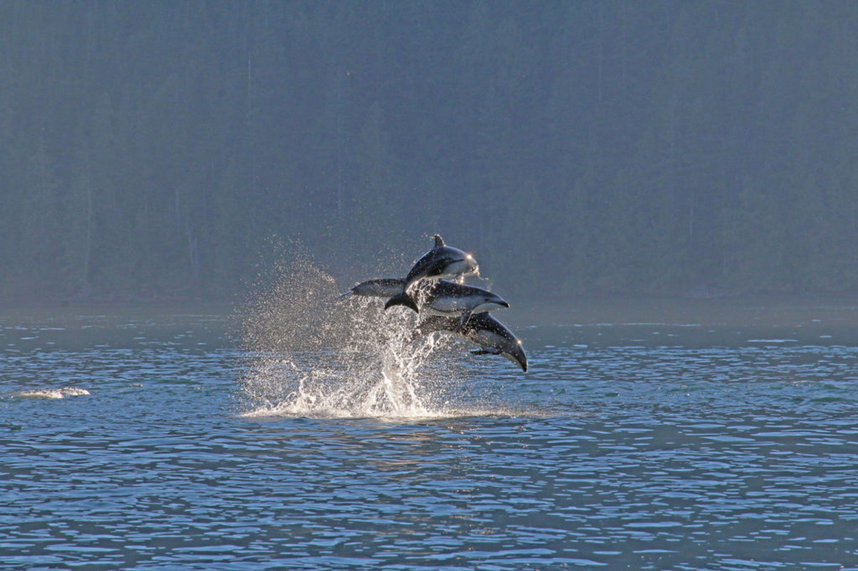 Pacific Yellowfin Charters