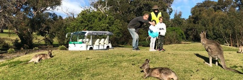 Kangaroo Viewing Tour Kangaroo Viewing Tour