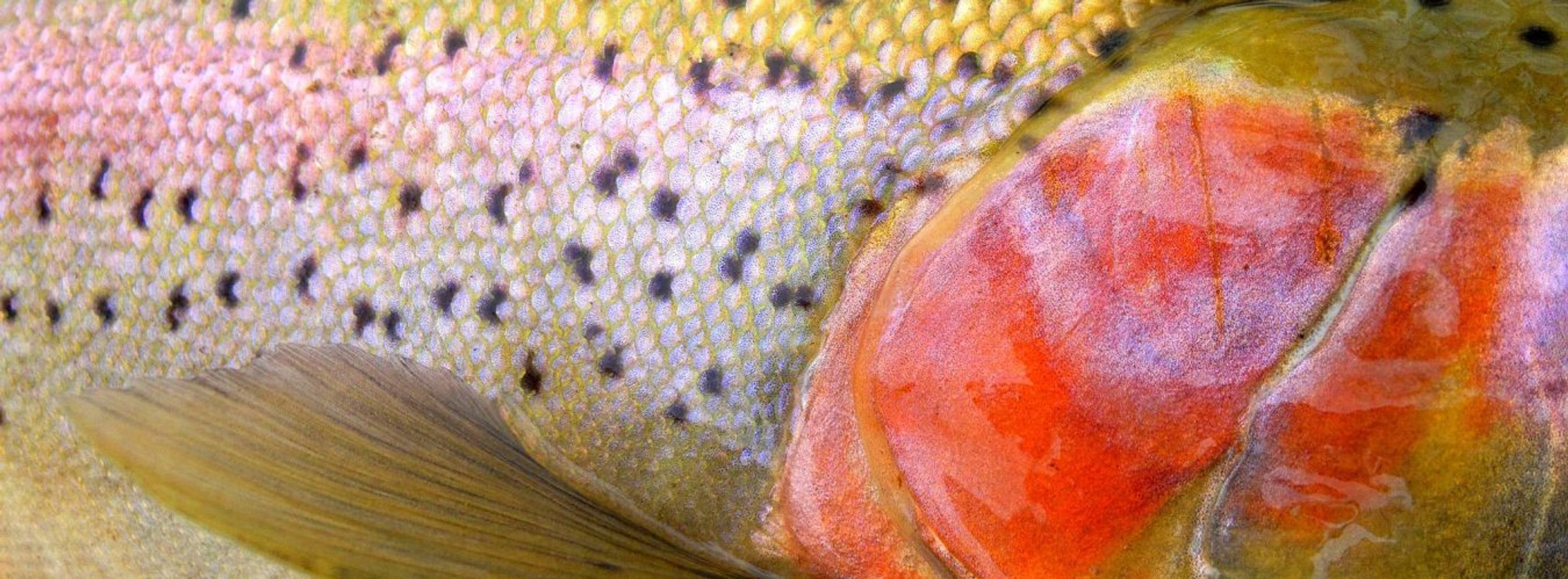 Credit River Anglers Association