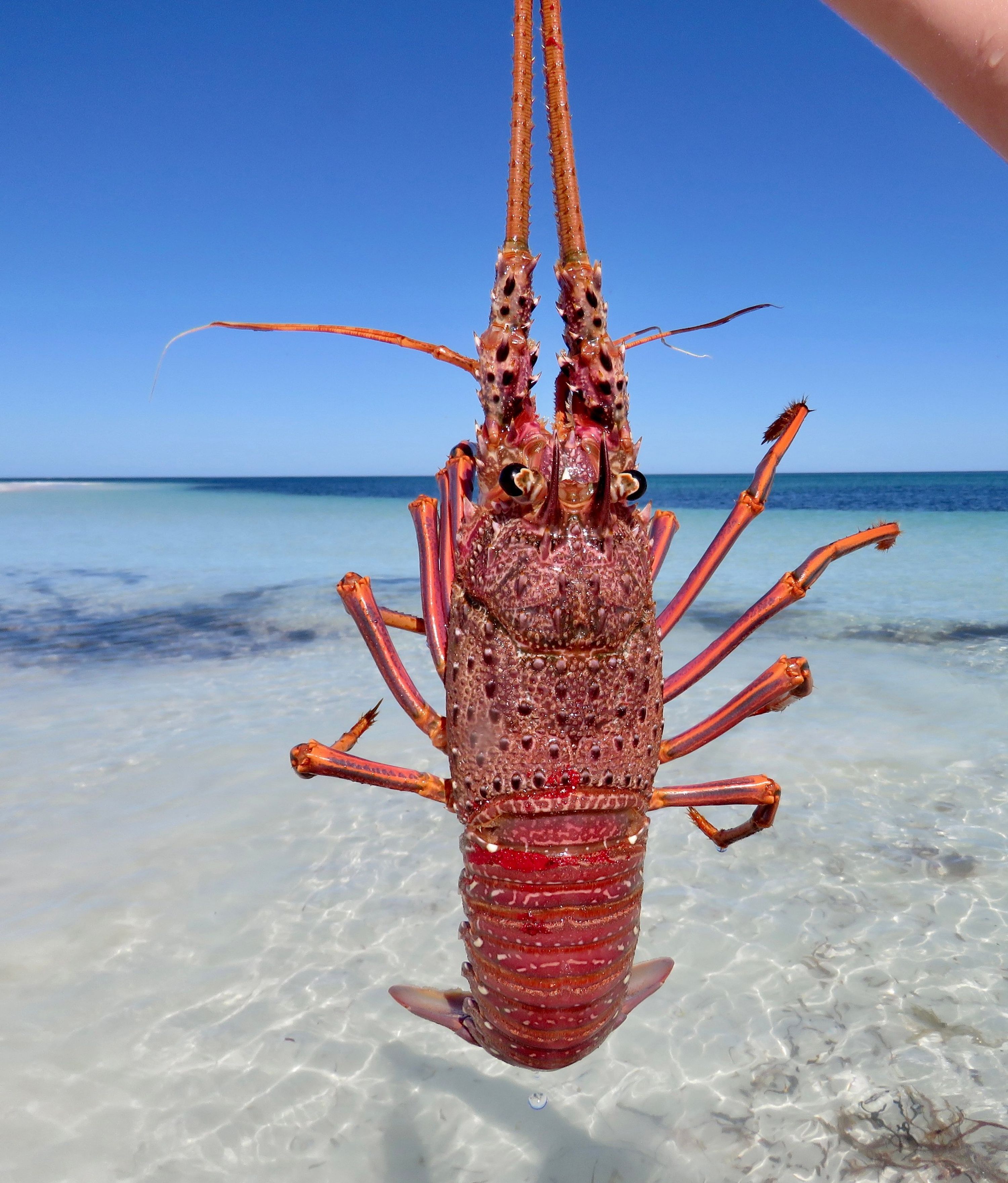 Shark Bay Fishing Charter