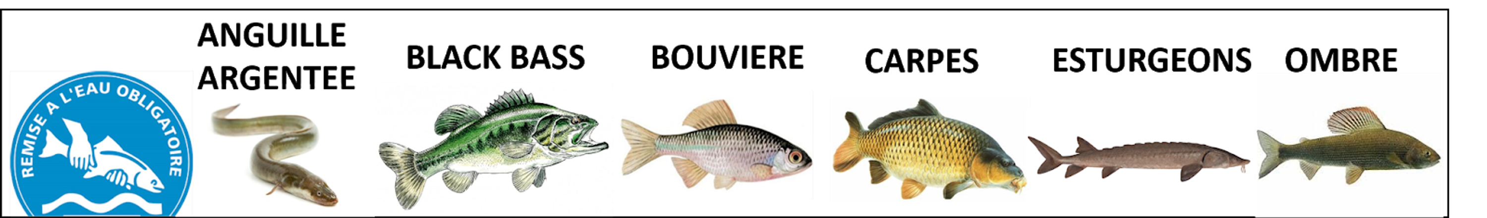 La Thironne M - Les Brochetons d'Illiers