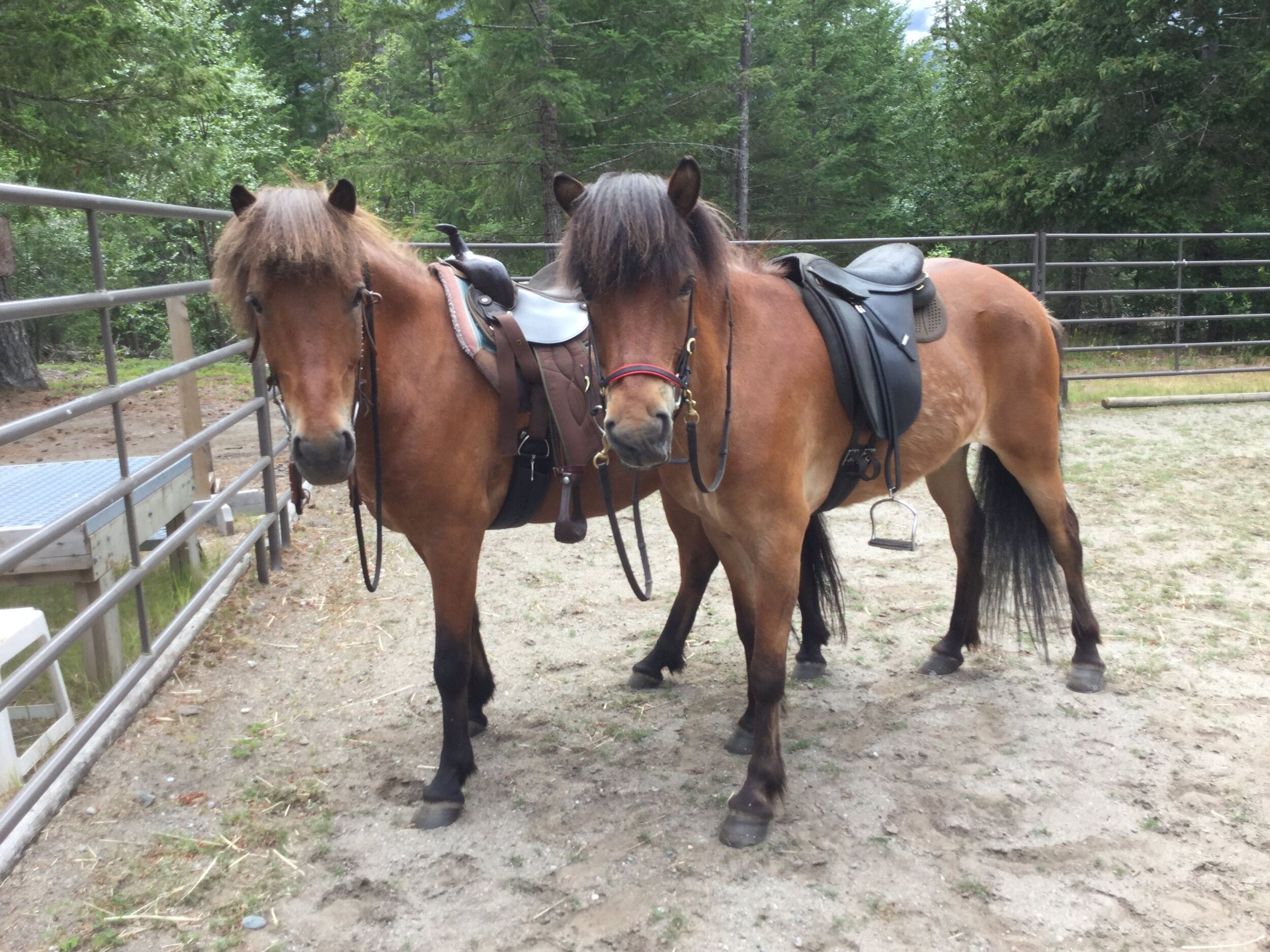 Icelandic Horse Trail Rides
