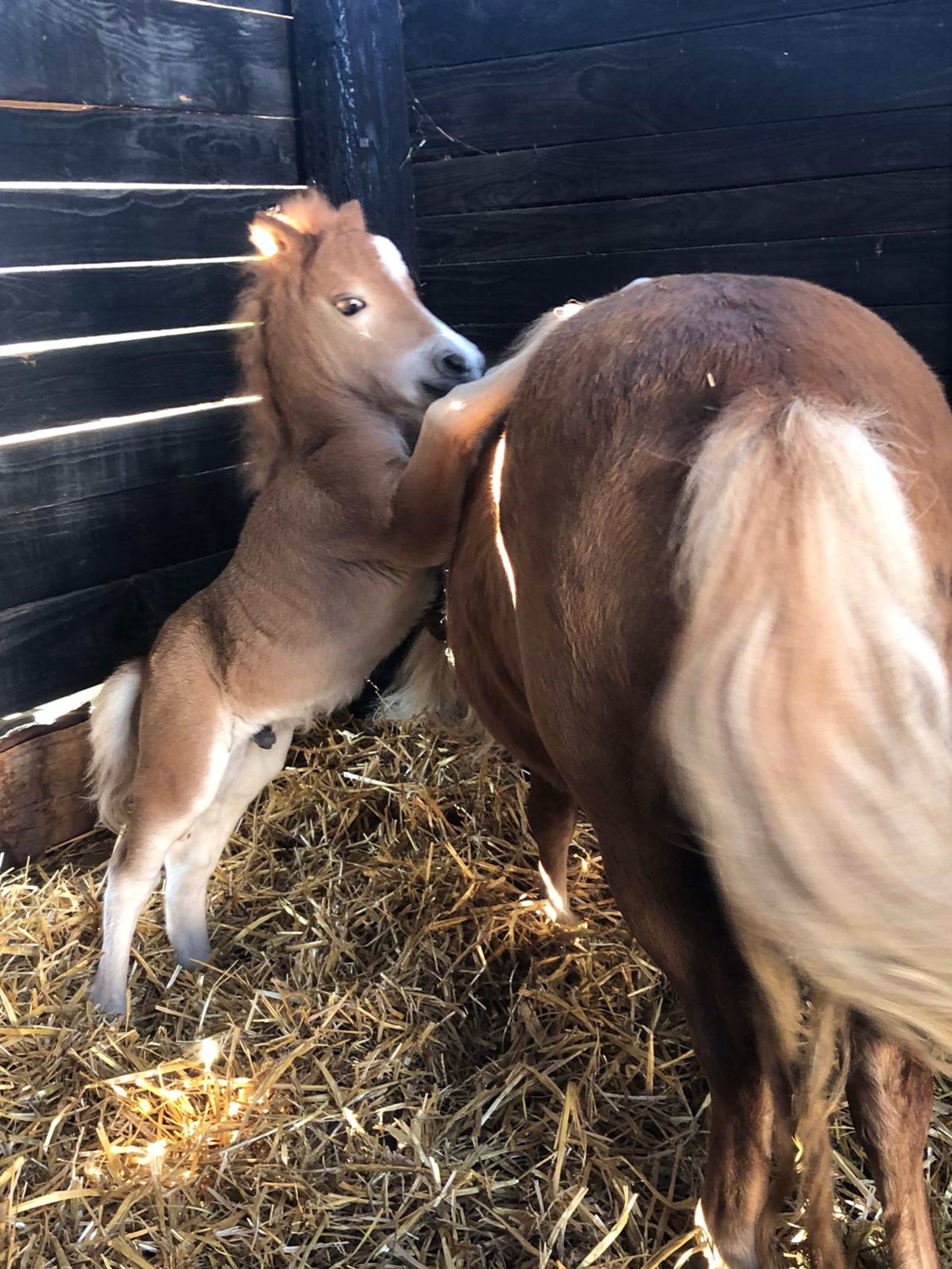 Centre Equestre et Poney Club de la Forêt de Merey