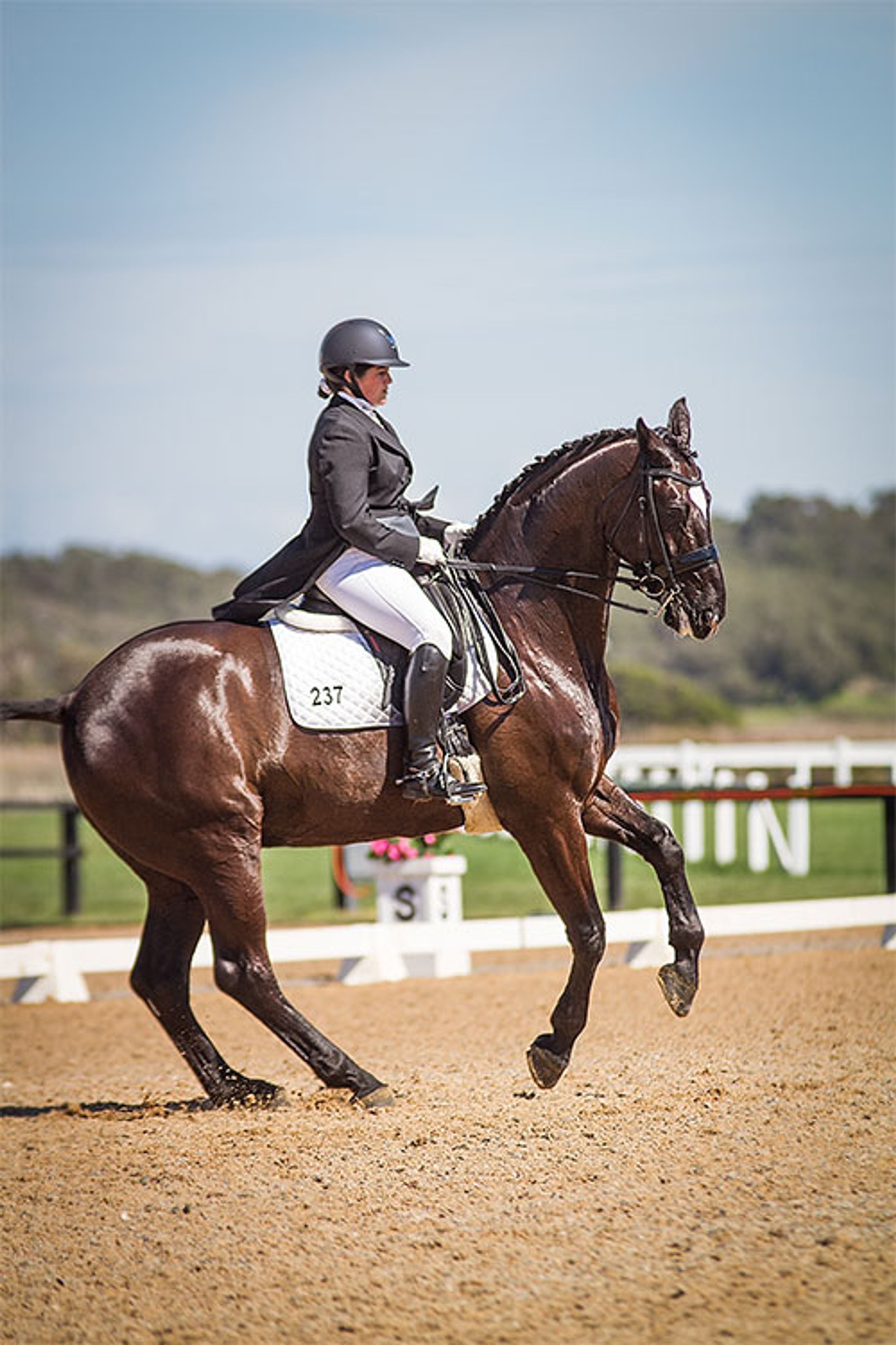 Carlton Performance Horses