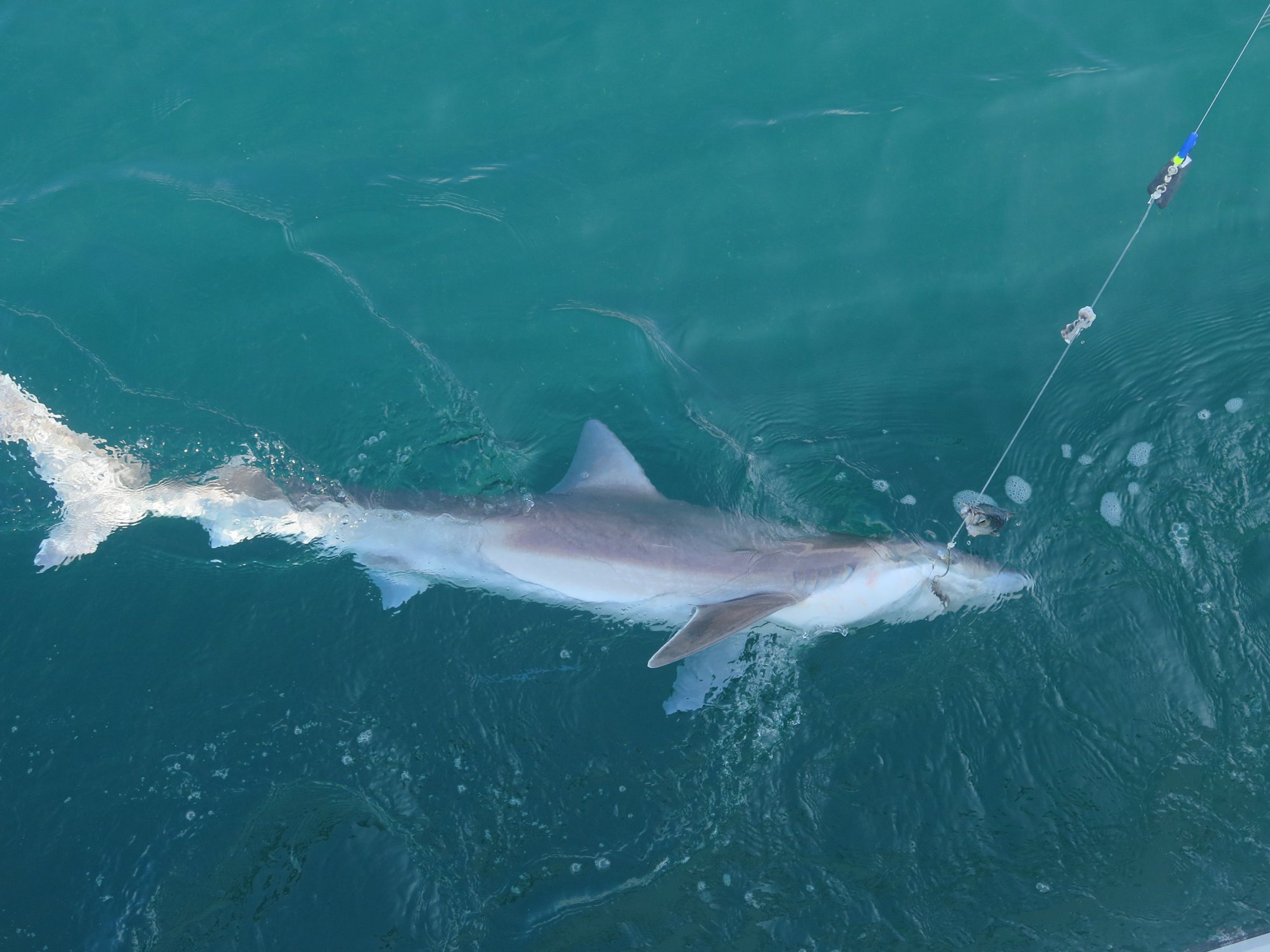 Fishing Trips & Deep Sea Charters in Poole, Dorset