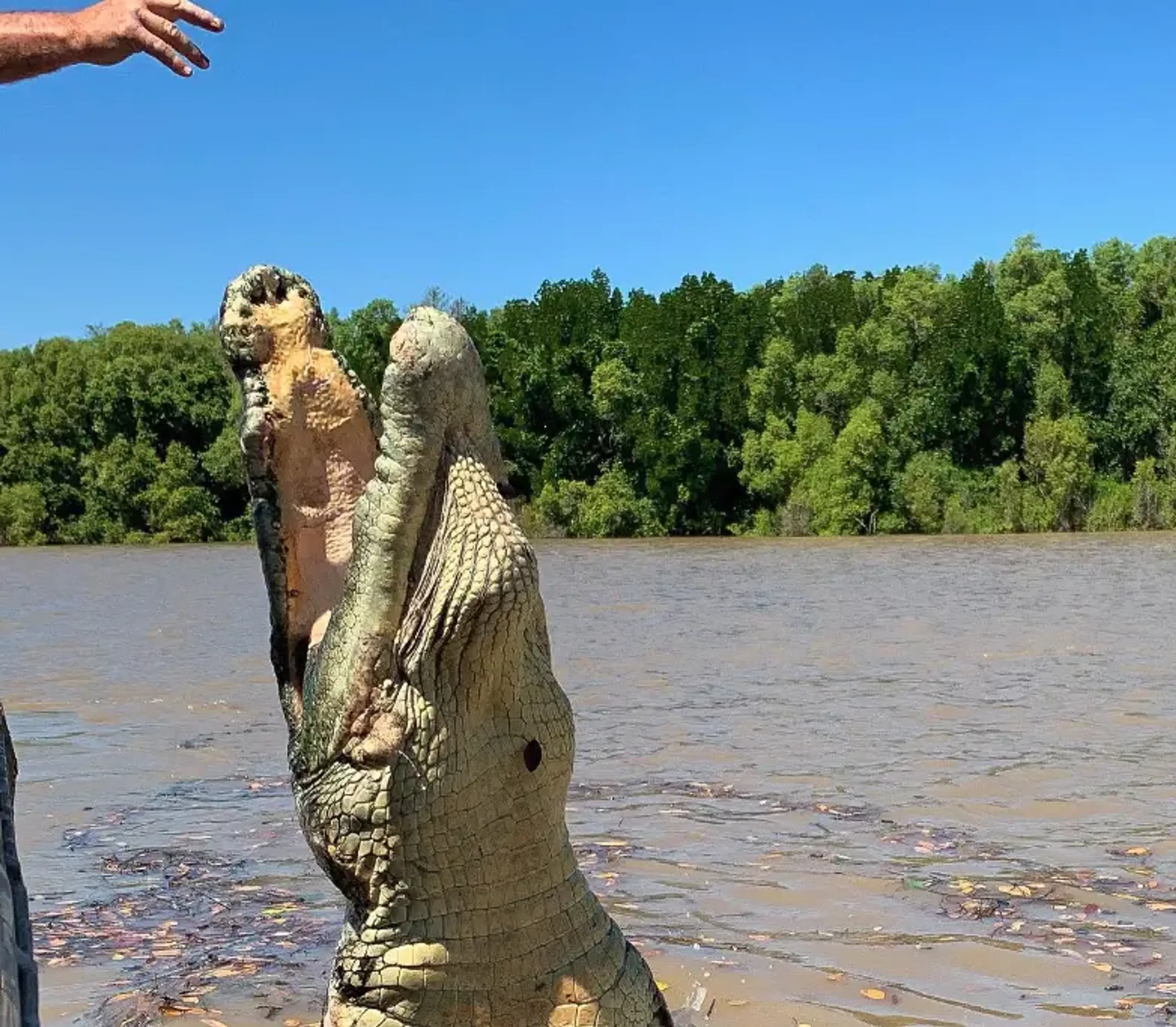 Spectacular Jumping Crocodile Cruise