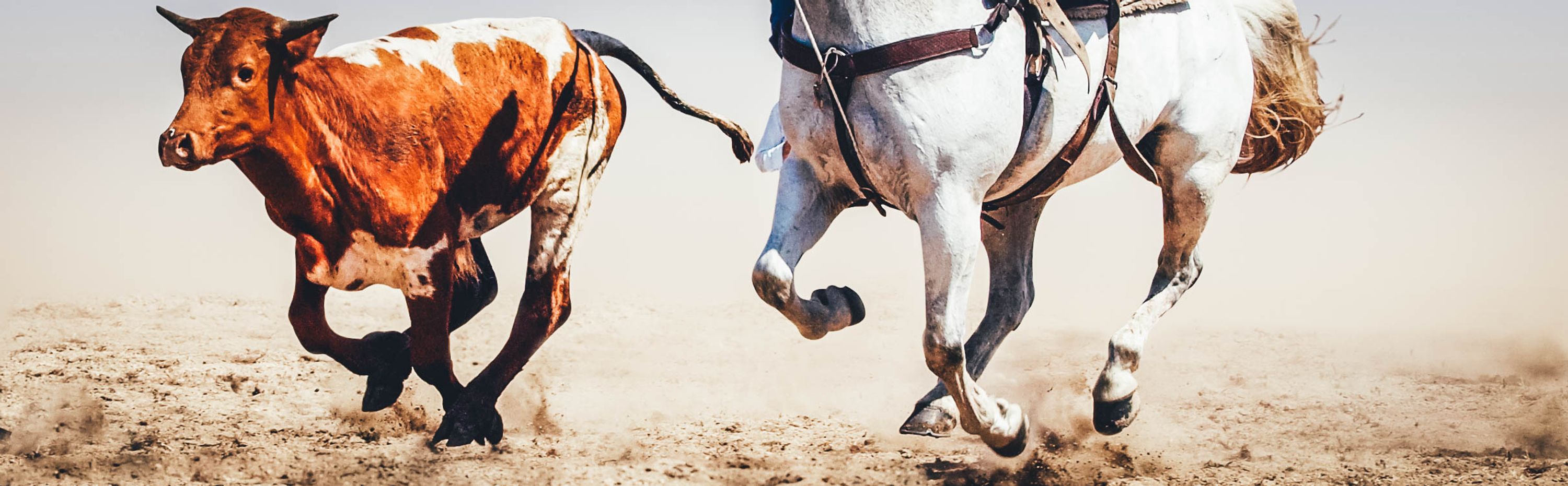 Campdrafting banner