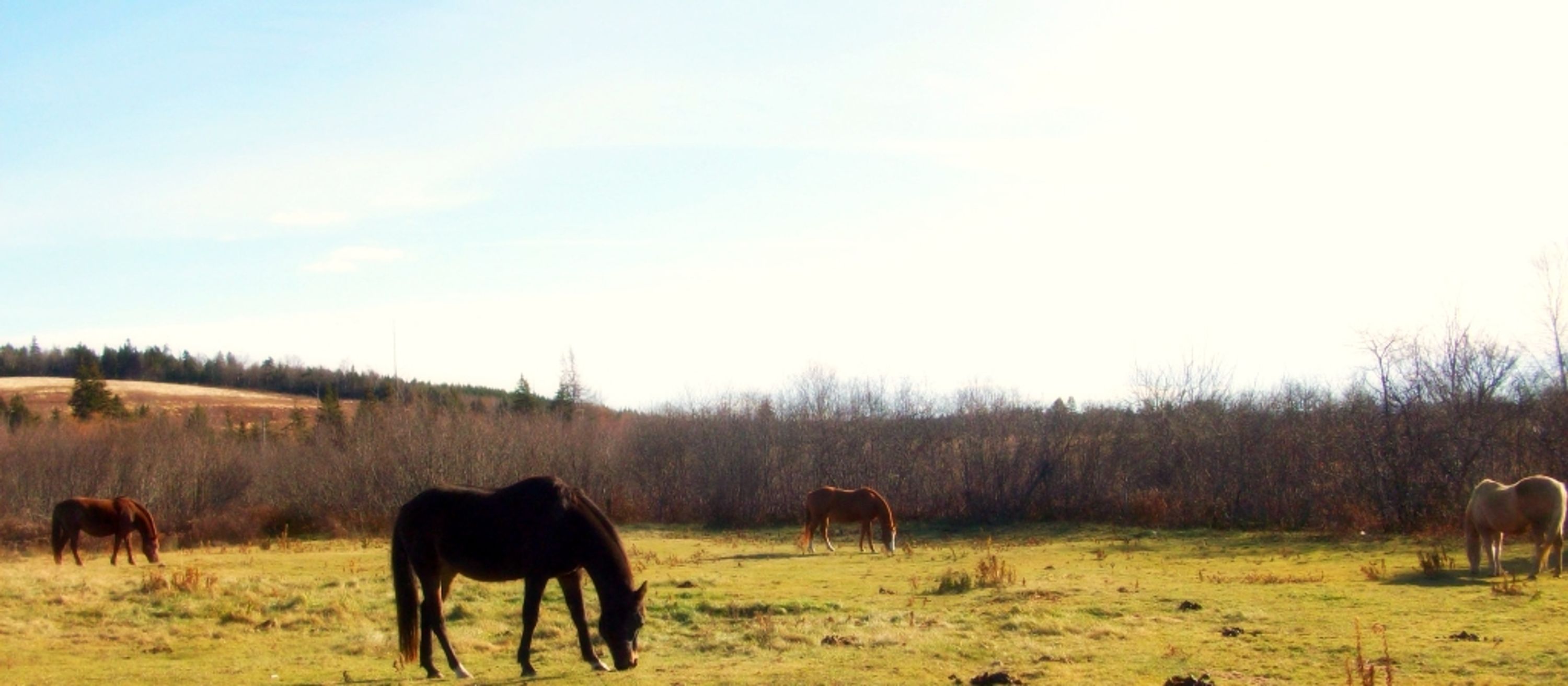 Spirit Reins Ranch