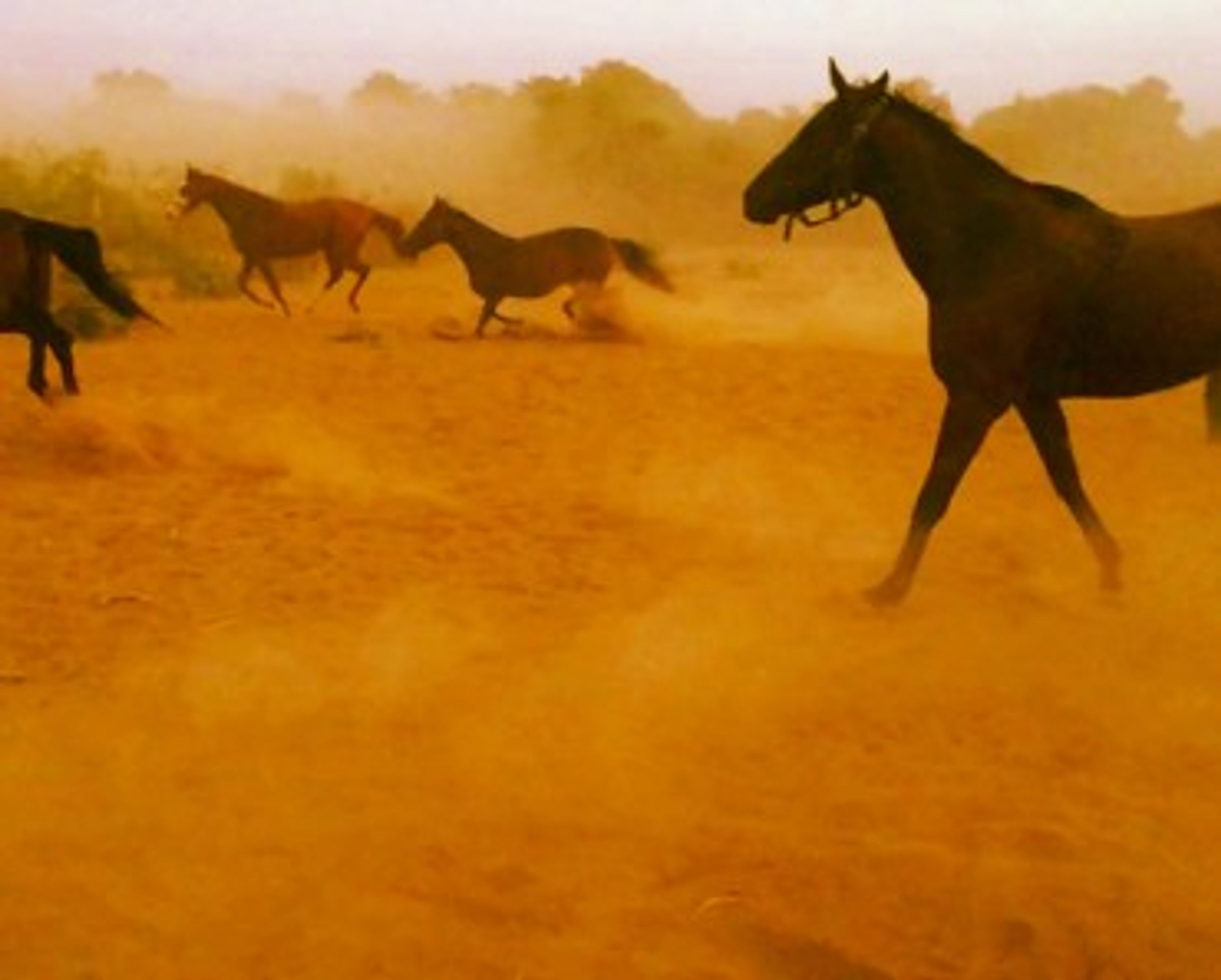 Horse Whisperers Ranch