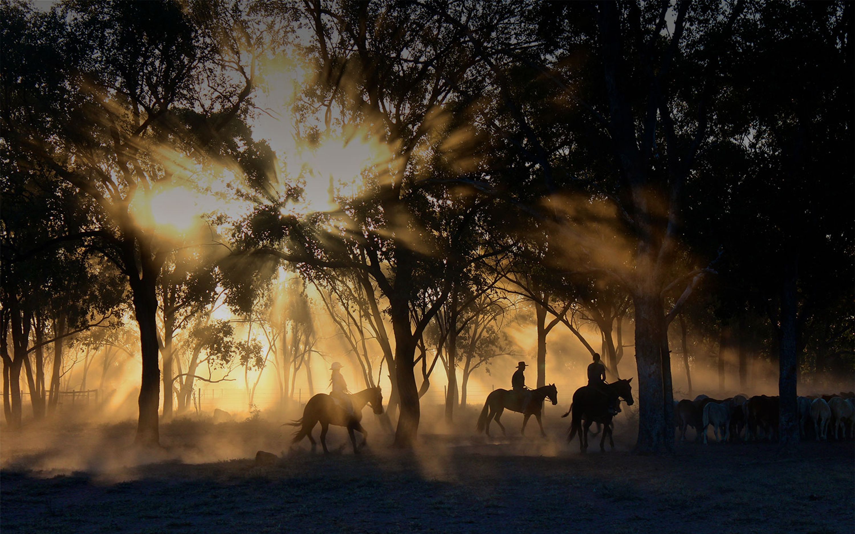 Equestrian Farm Clg Ranch