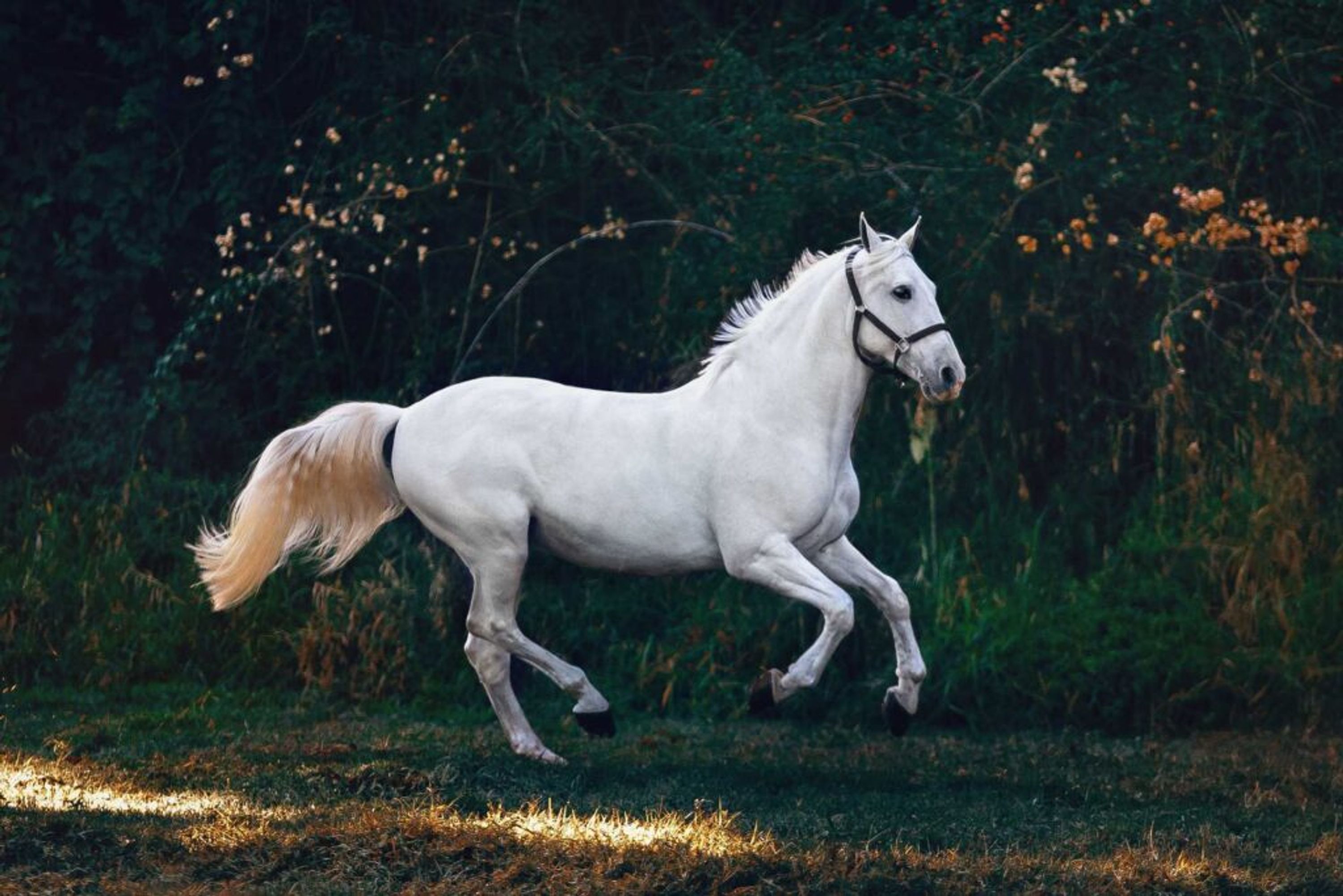 Equestrian Center De La Morelle