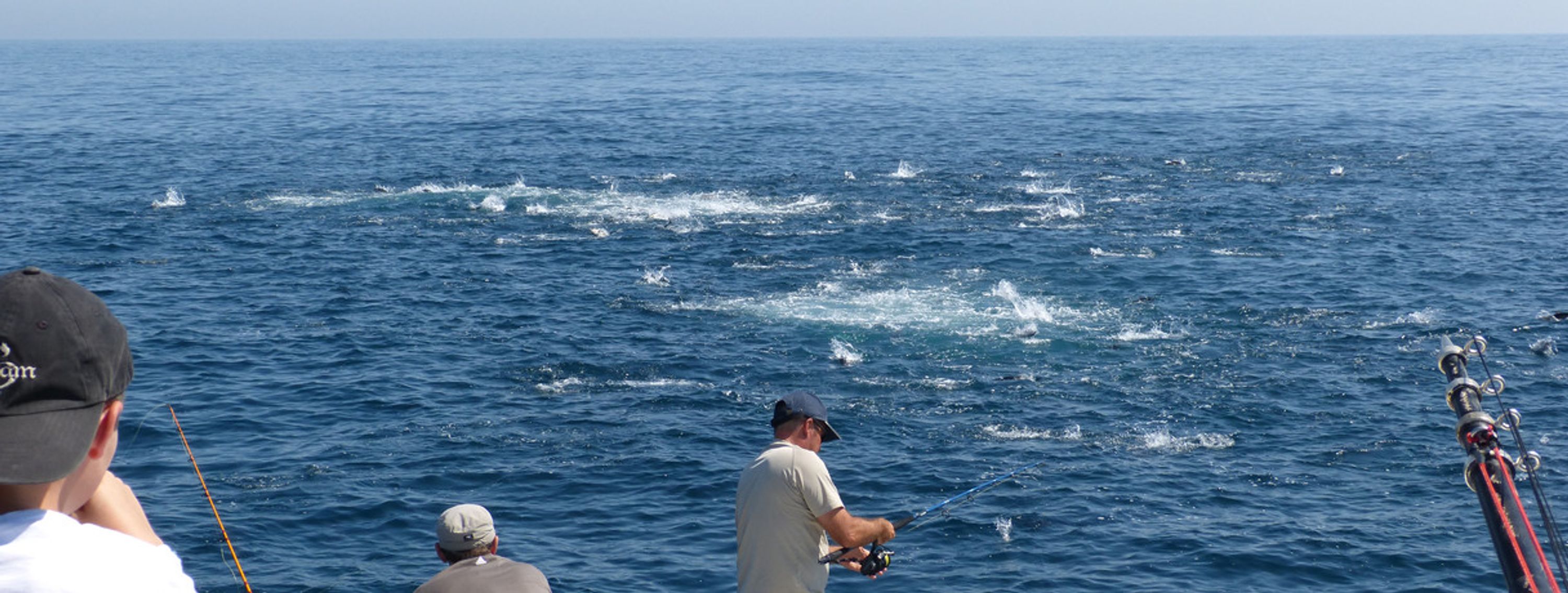 BLUEFIN TUNA